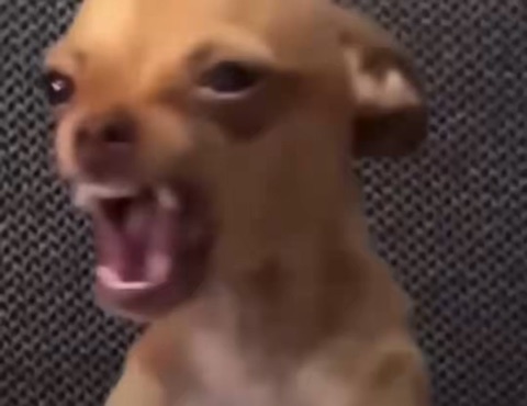Dog Tweaking Original green screen