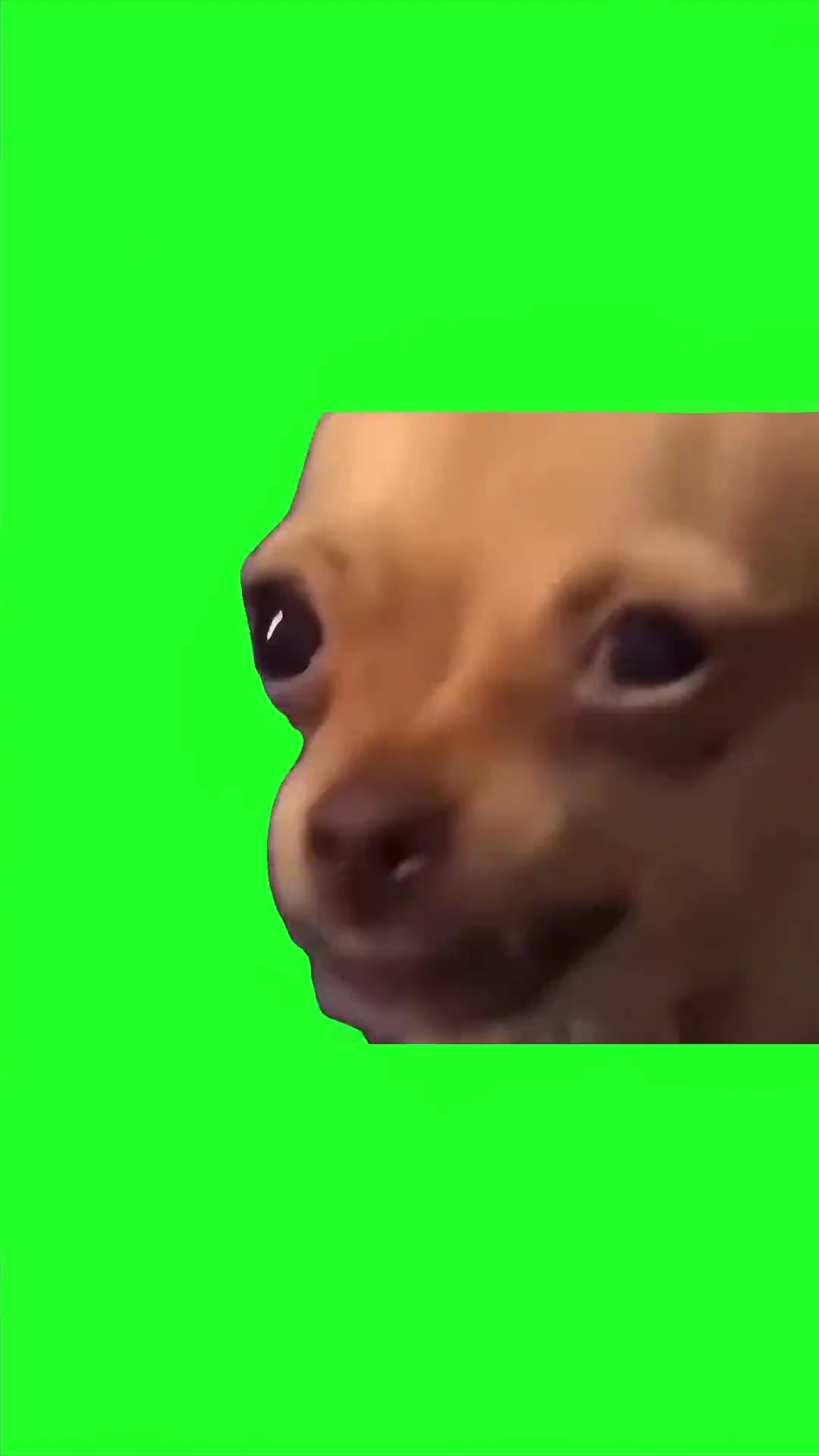 Dog Tweaking green screen