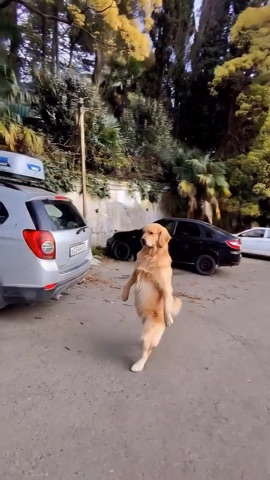 Dog Walking And Shakes Hand Original
