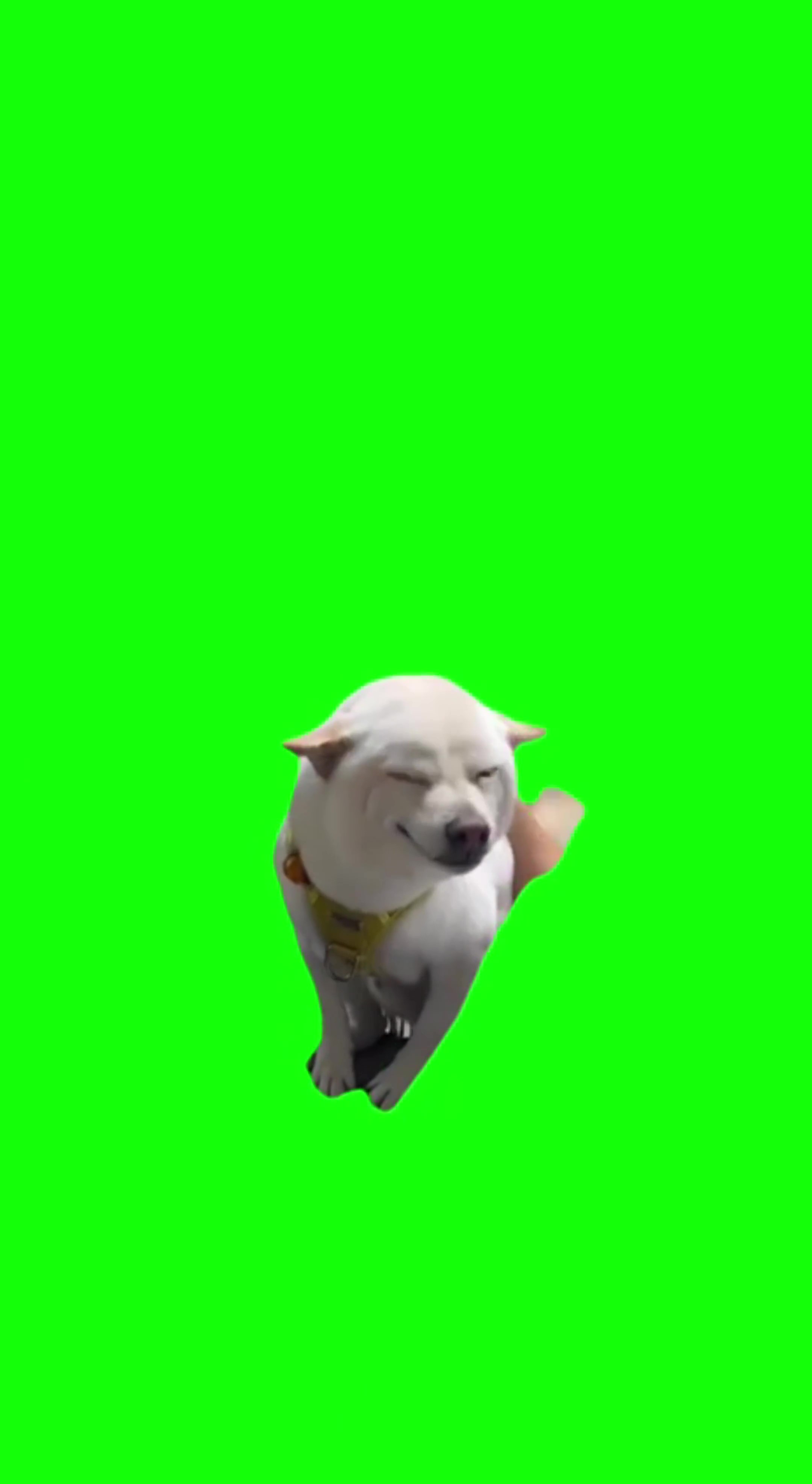 Dog being shy green screen