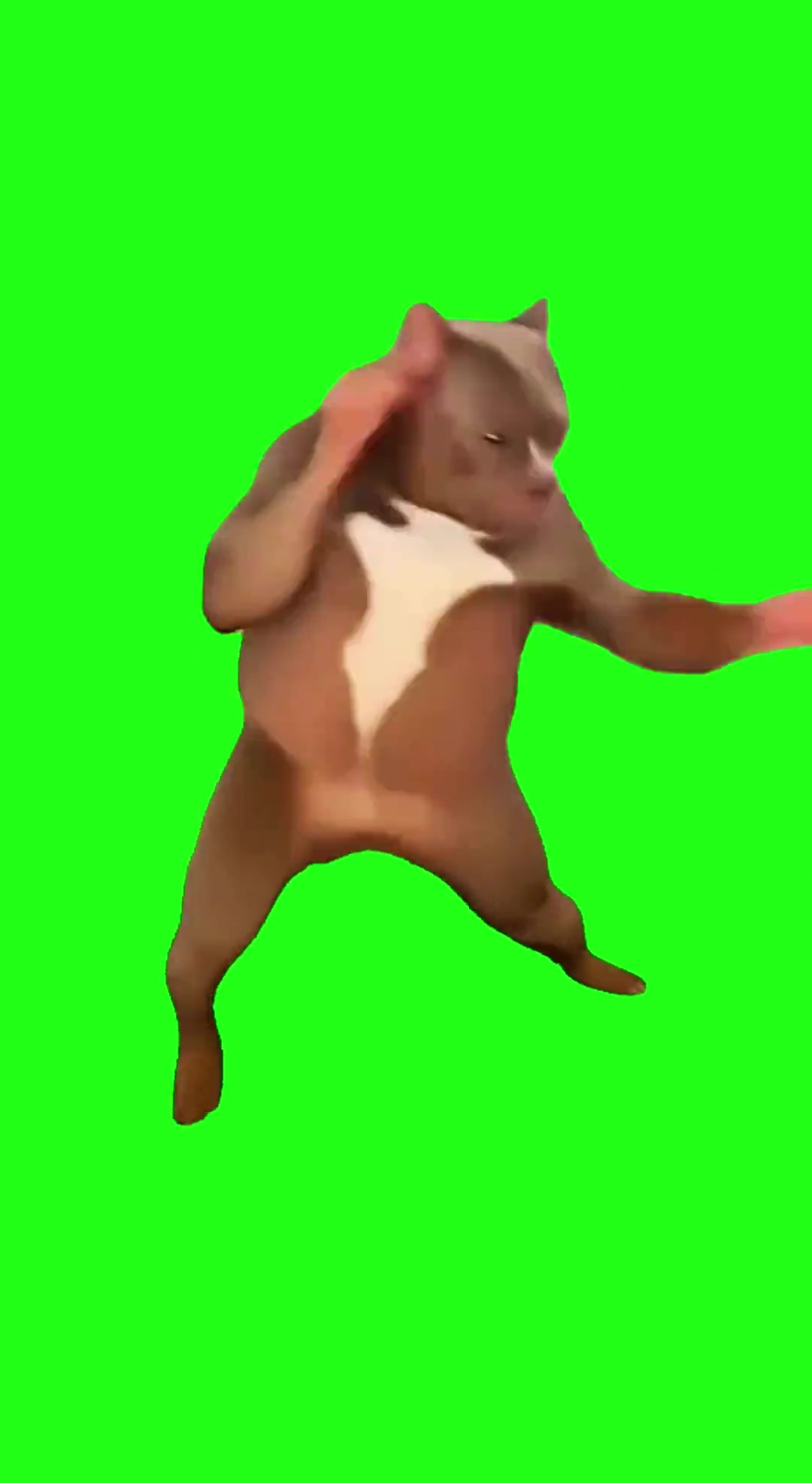 Dog boxing green screen