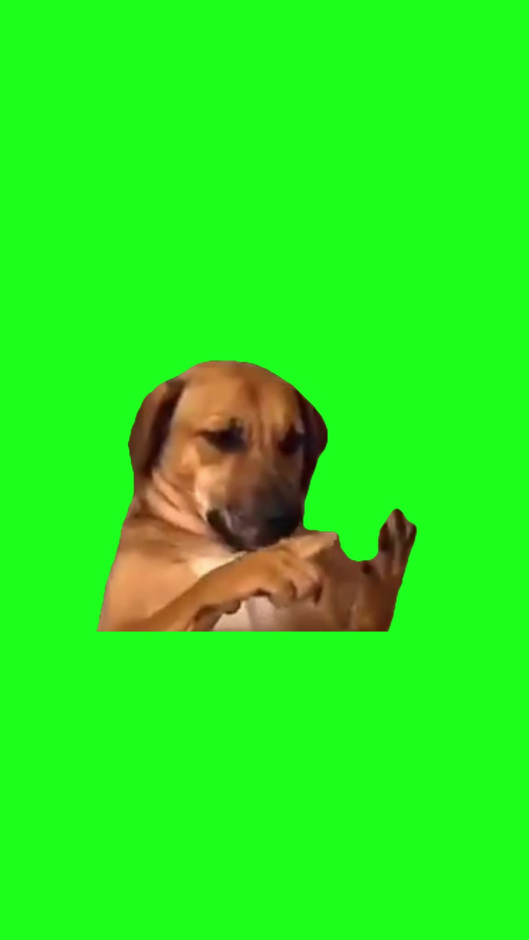 Dog counting green screen