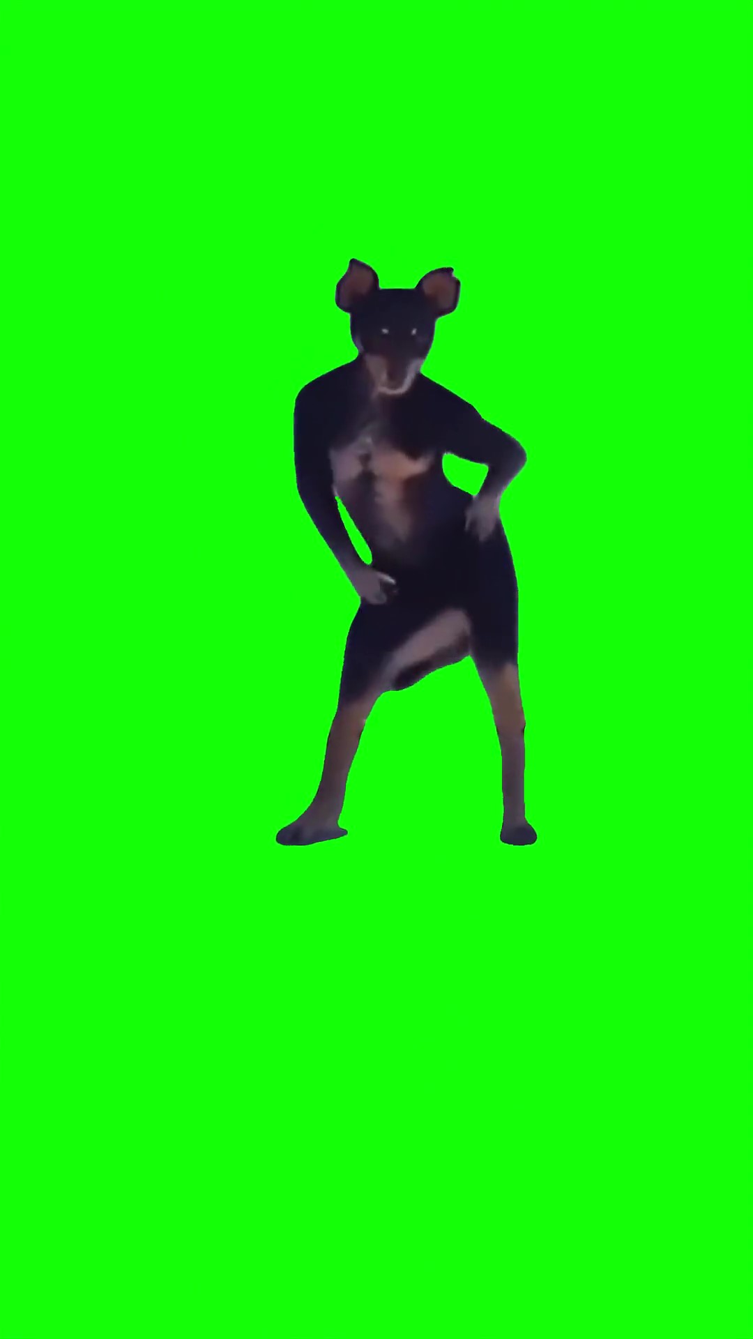 Dog dancing  green screen