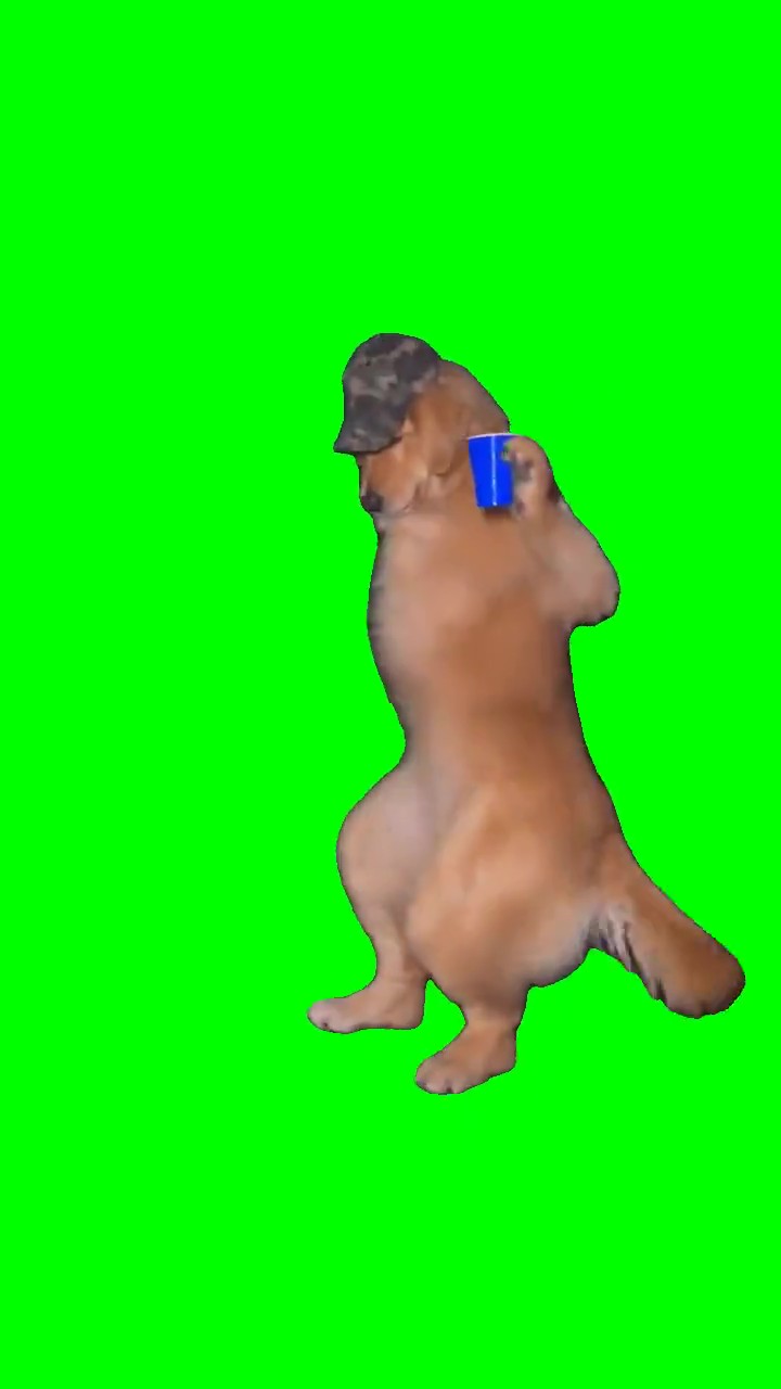Dog dancing green screen