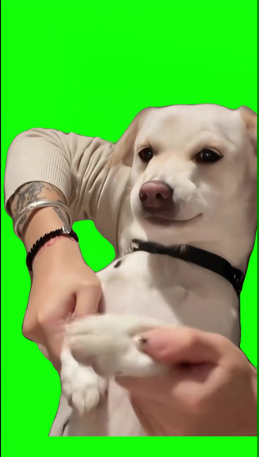 Dog dancing to gentlemen green screen