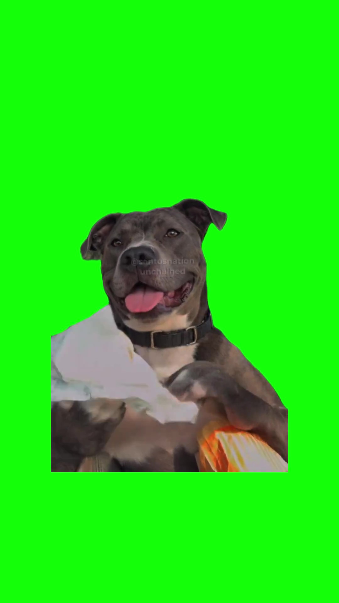 Dog eating food green screen