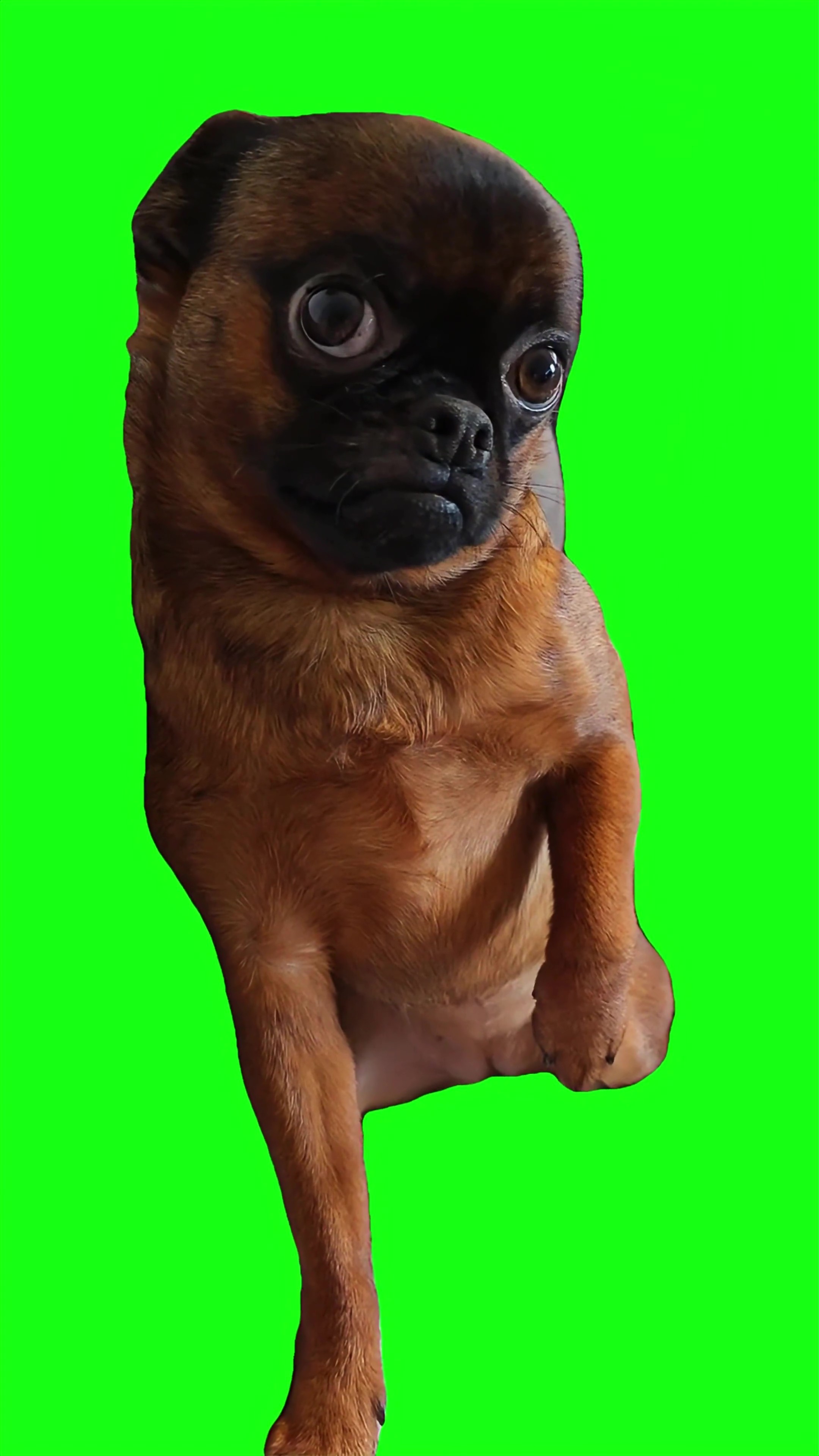 Dog giving a sus look green screen
