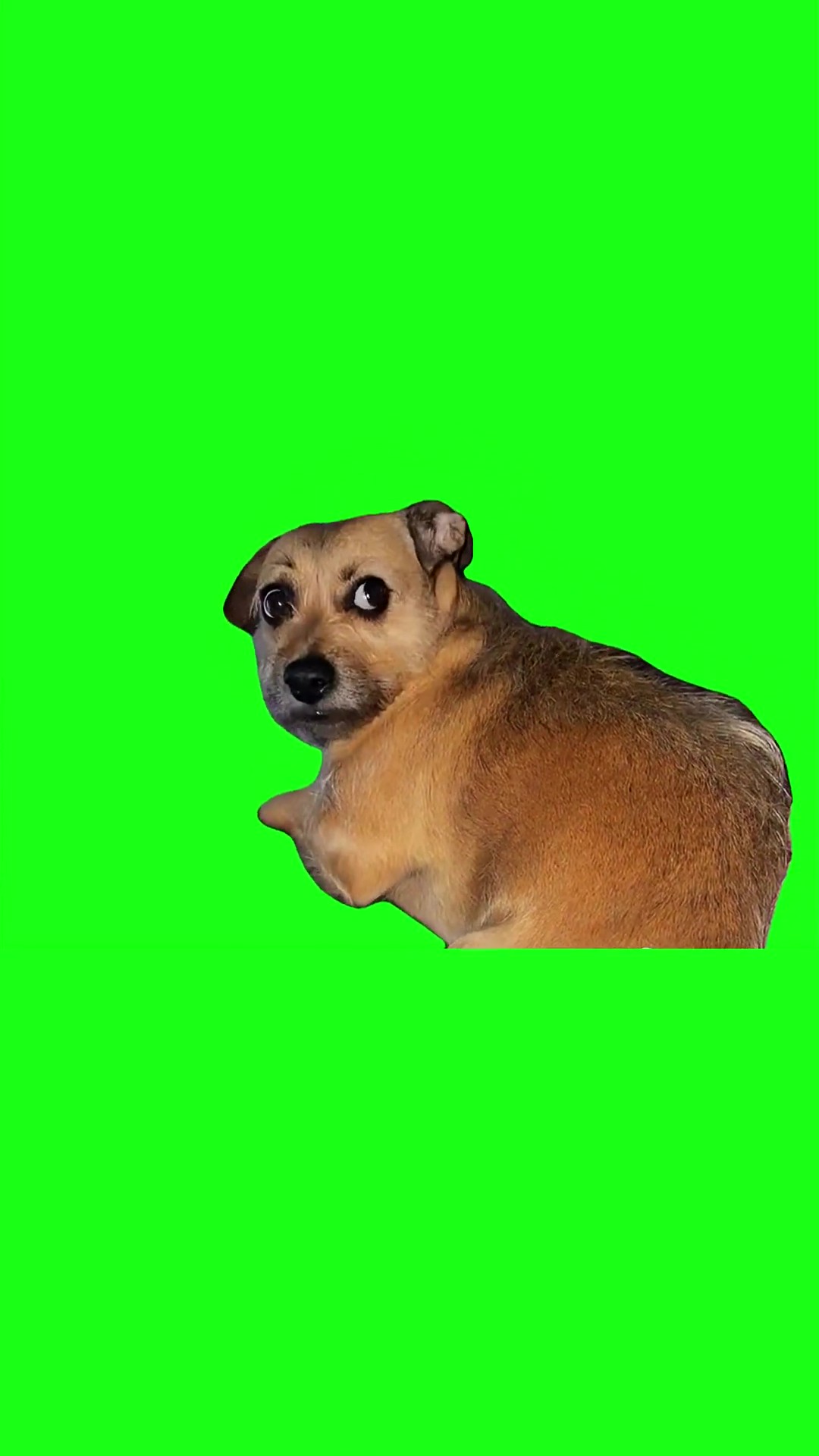 Dog giving awkward side eye green screen
