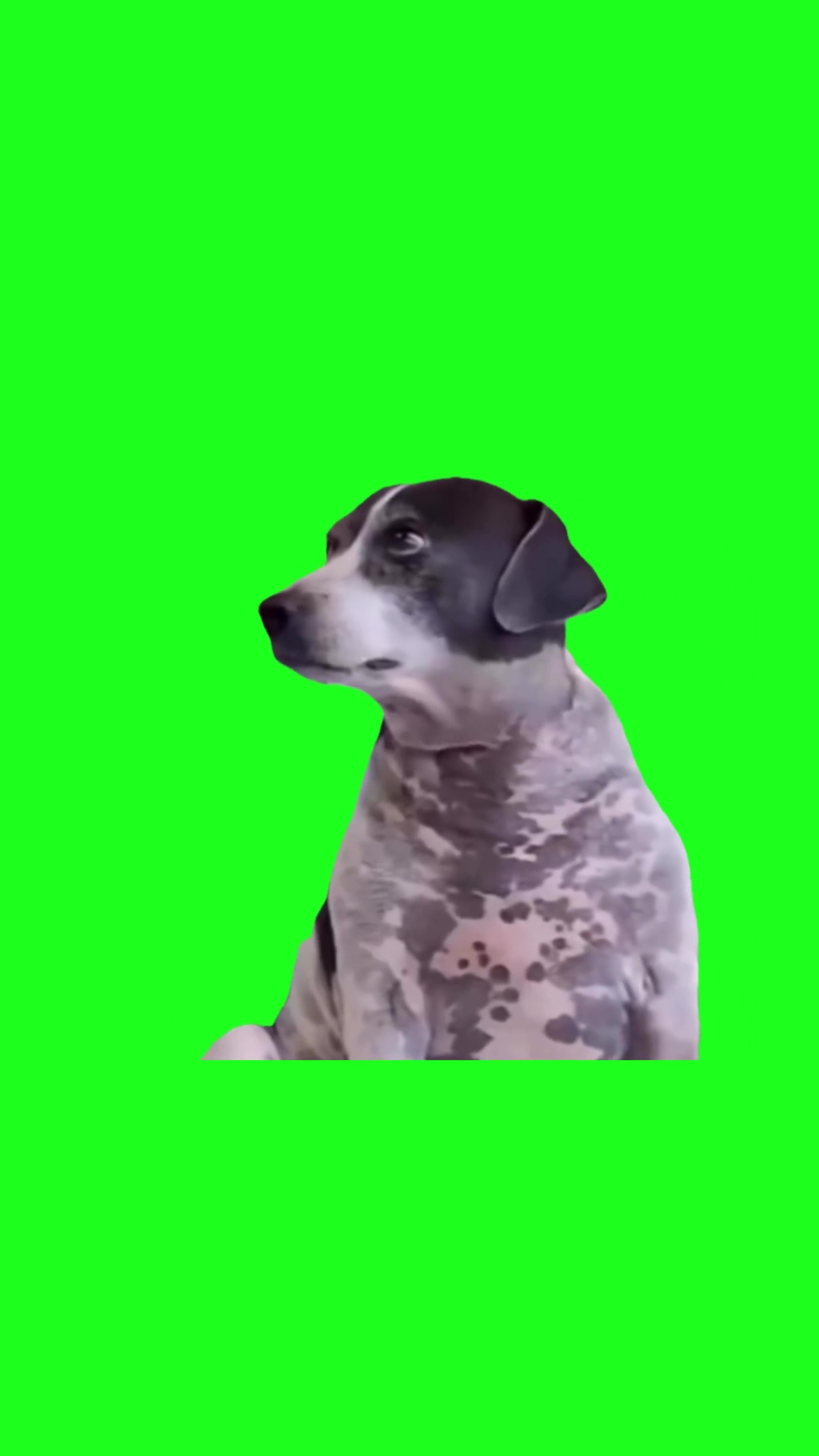 Dog giving judging look green screen