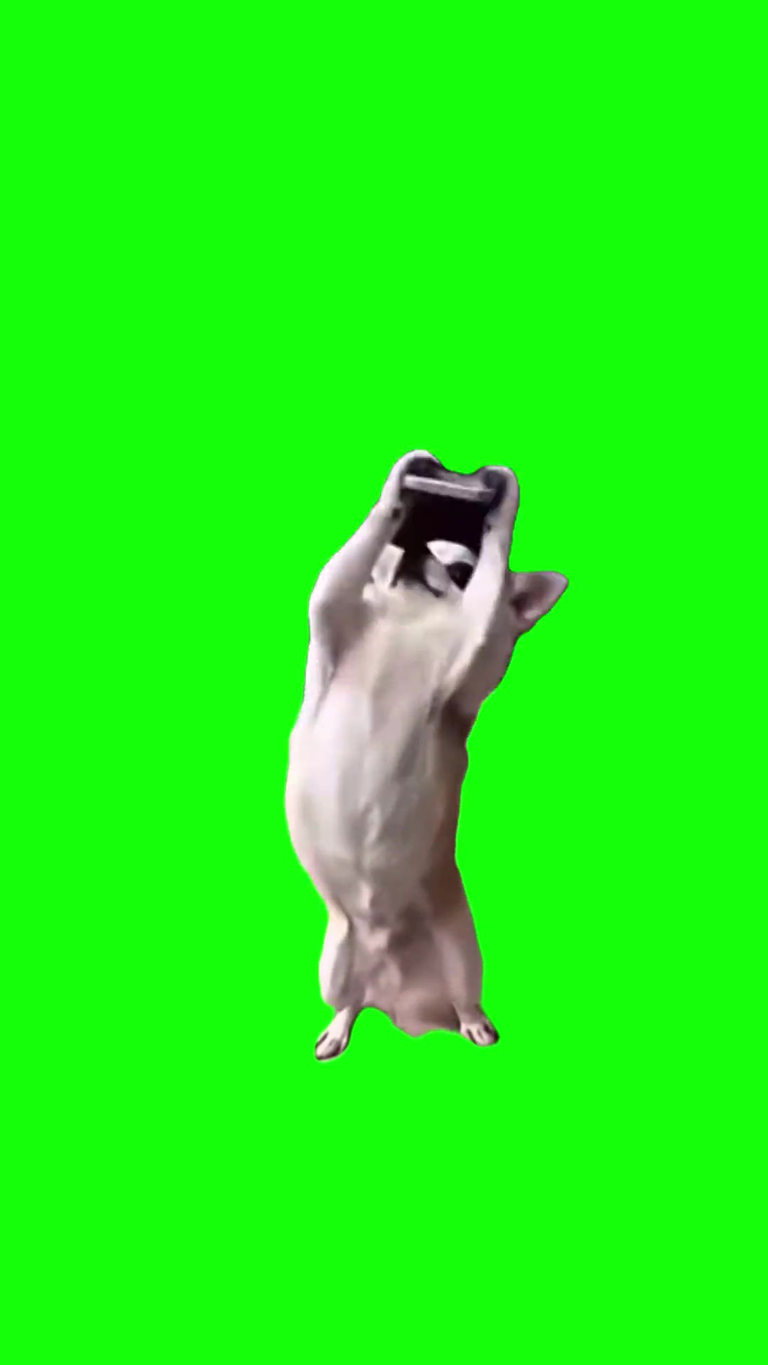 Dog hides phone green screen