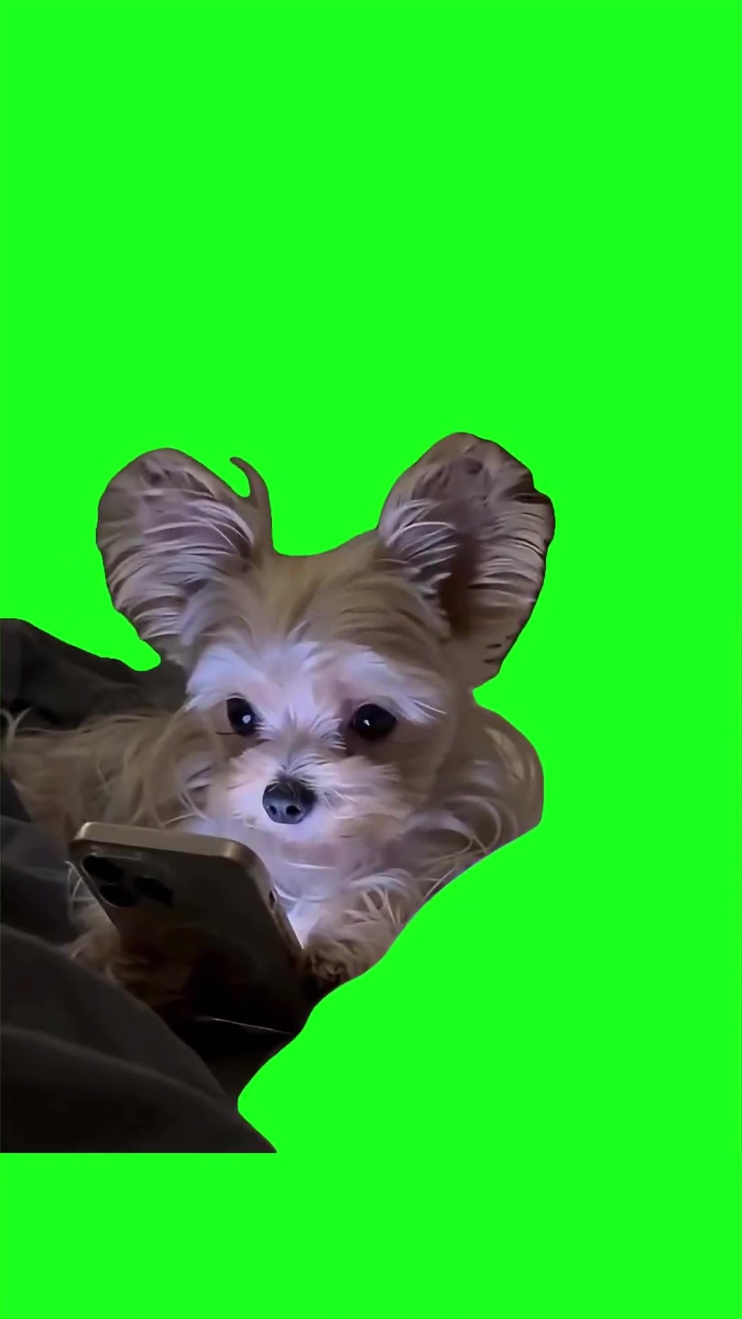 Dog hides phone green screen
