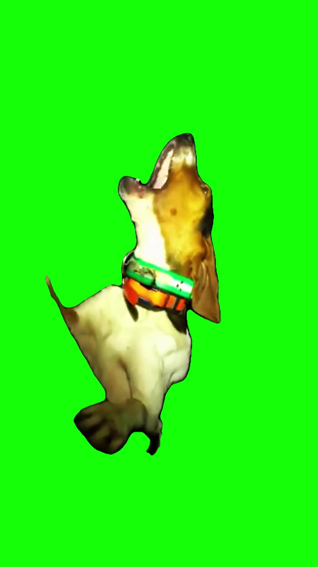 Dog howling green screen