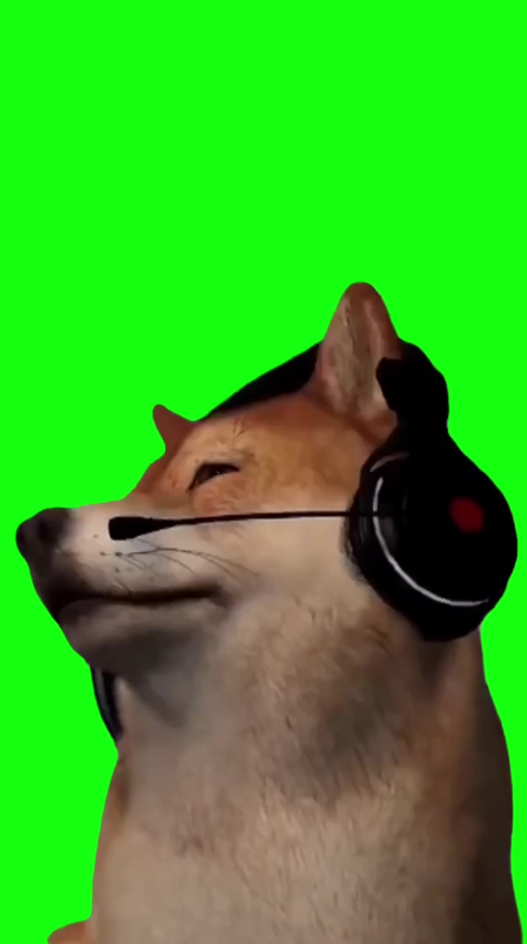 Dog in headphones green screen