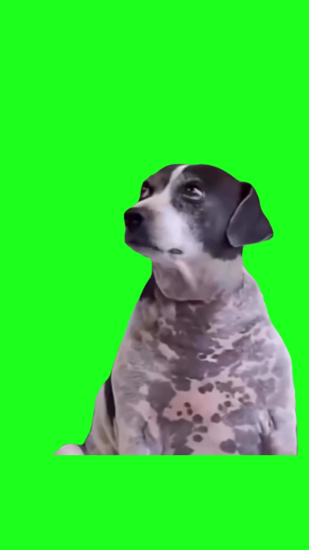 Dog judge look green screen
