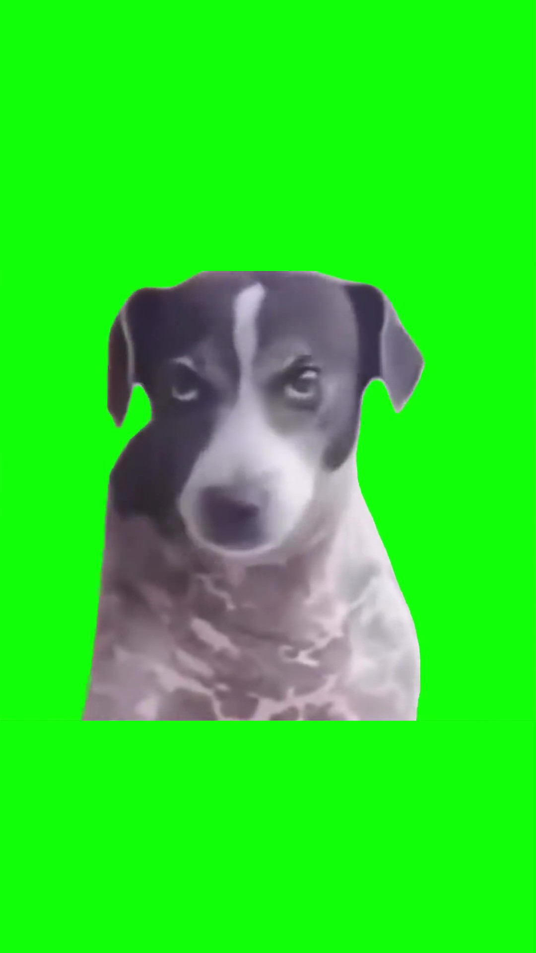 Dog judging down green screen