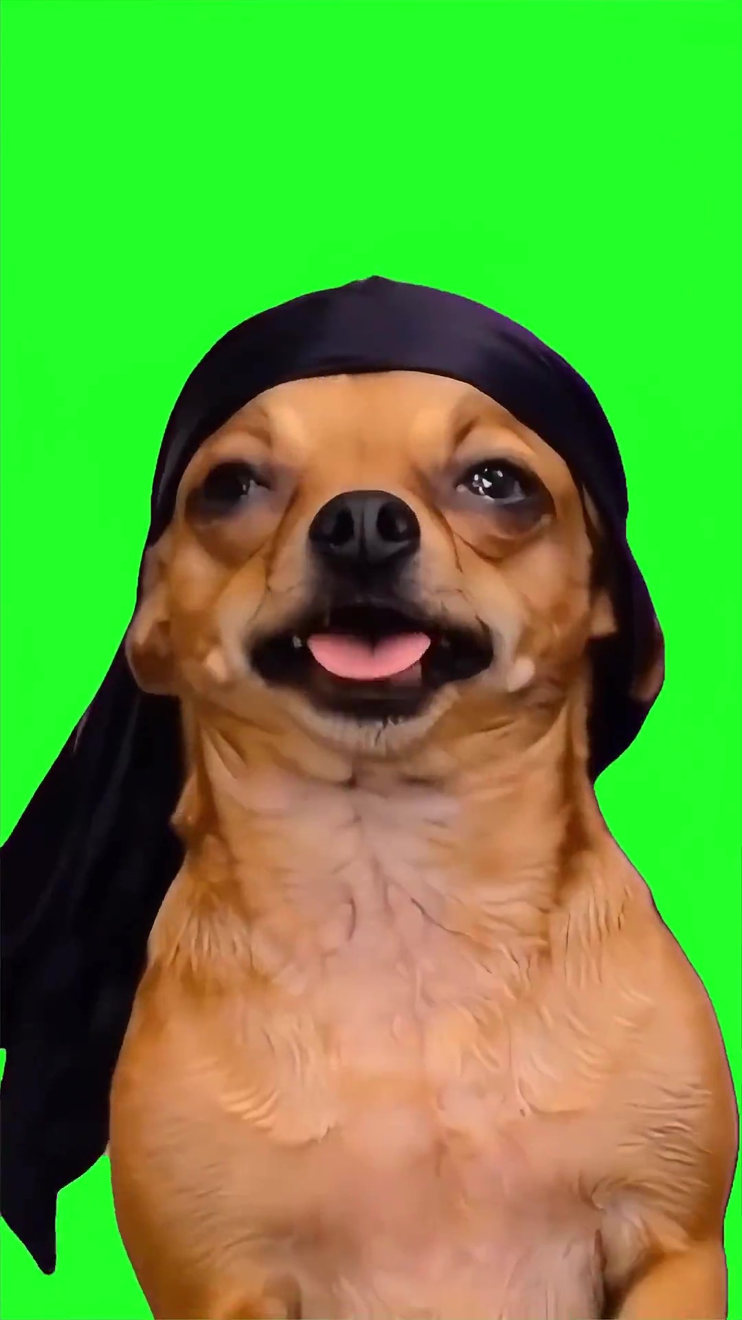 Dog king nasir green screen