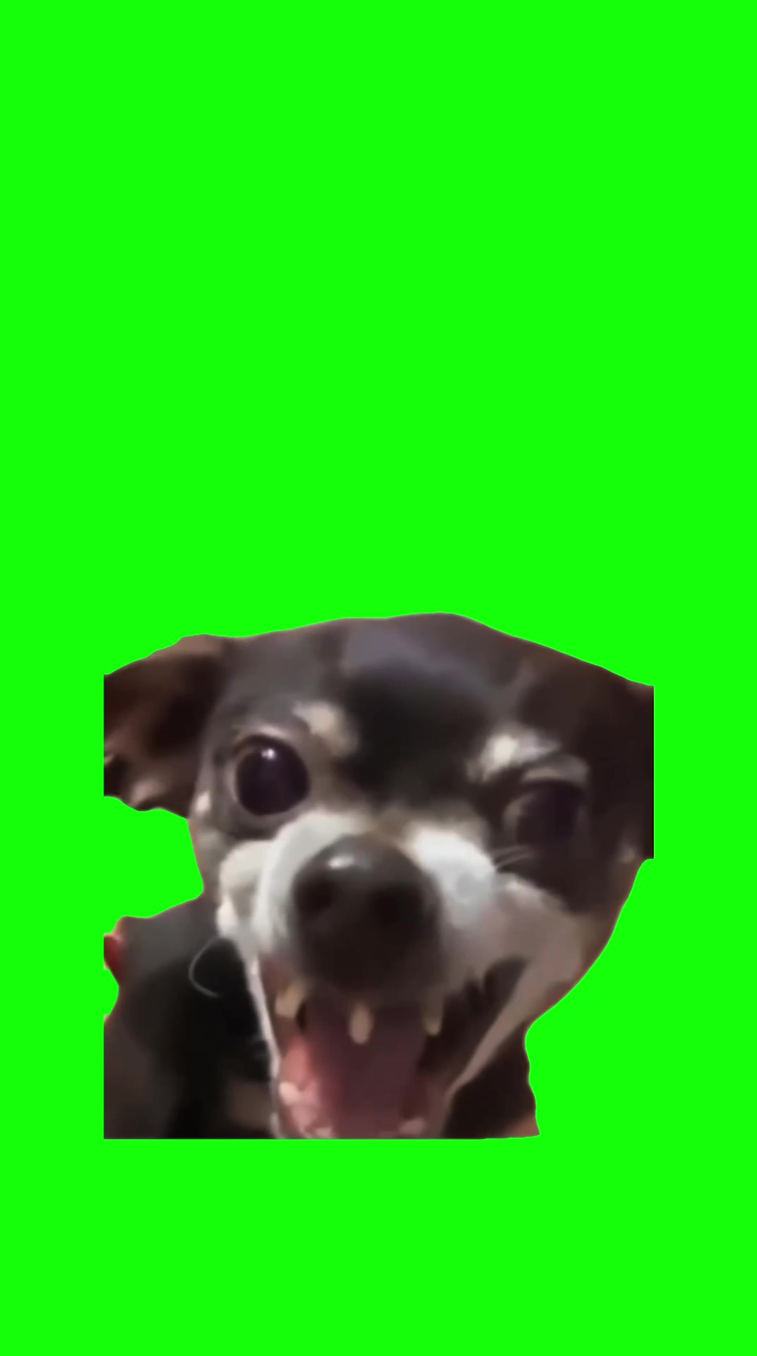 Dog laughing green screen