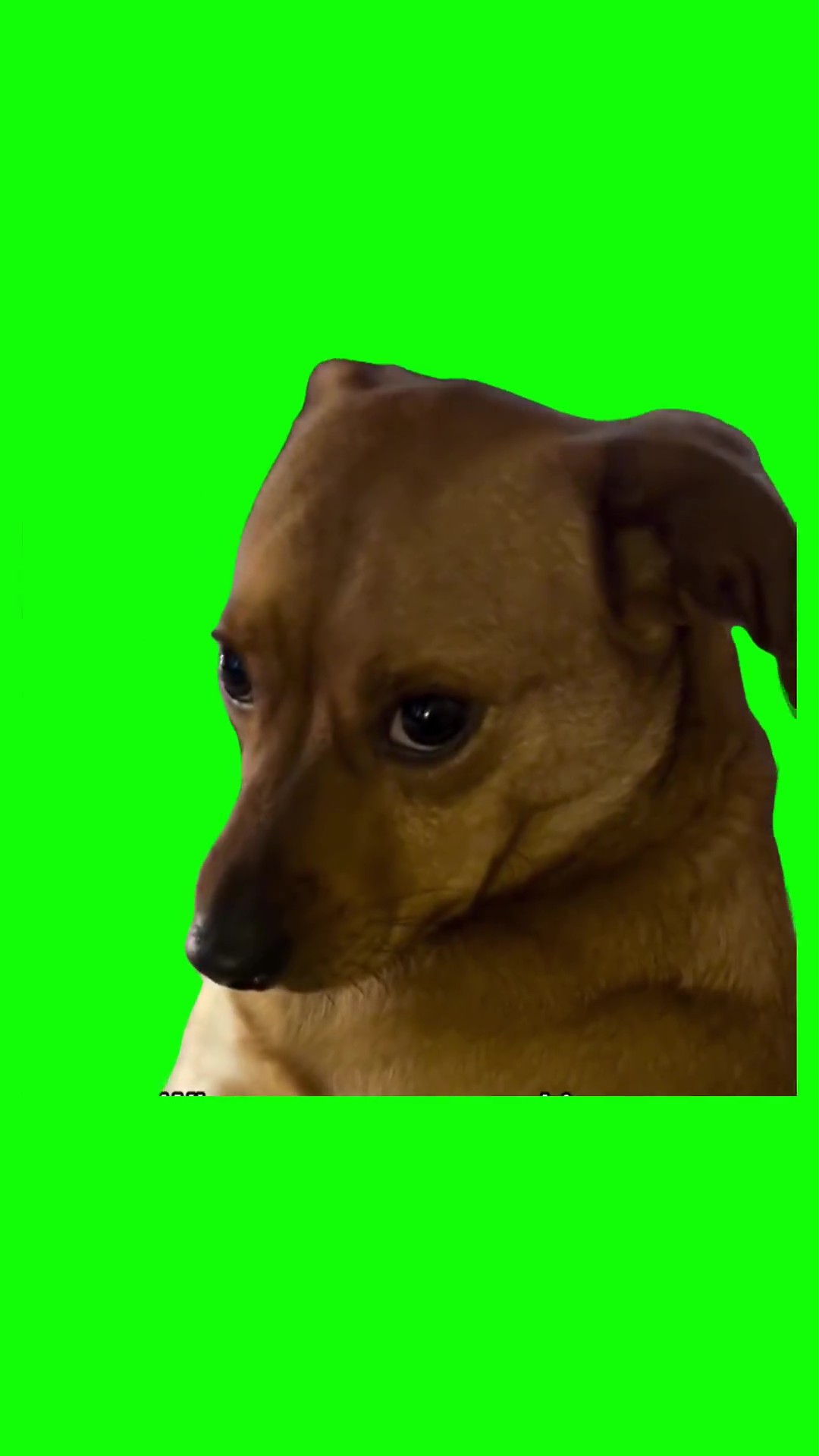 Dog looking up guilty green screen