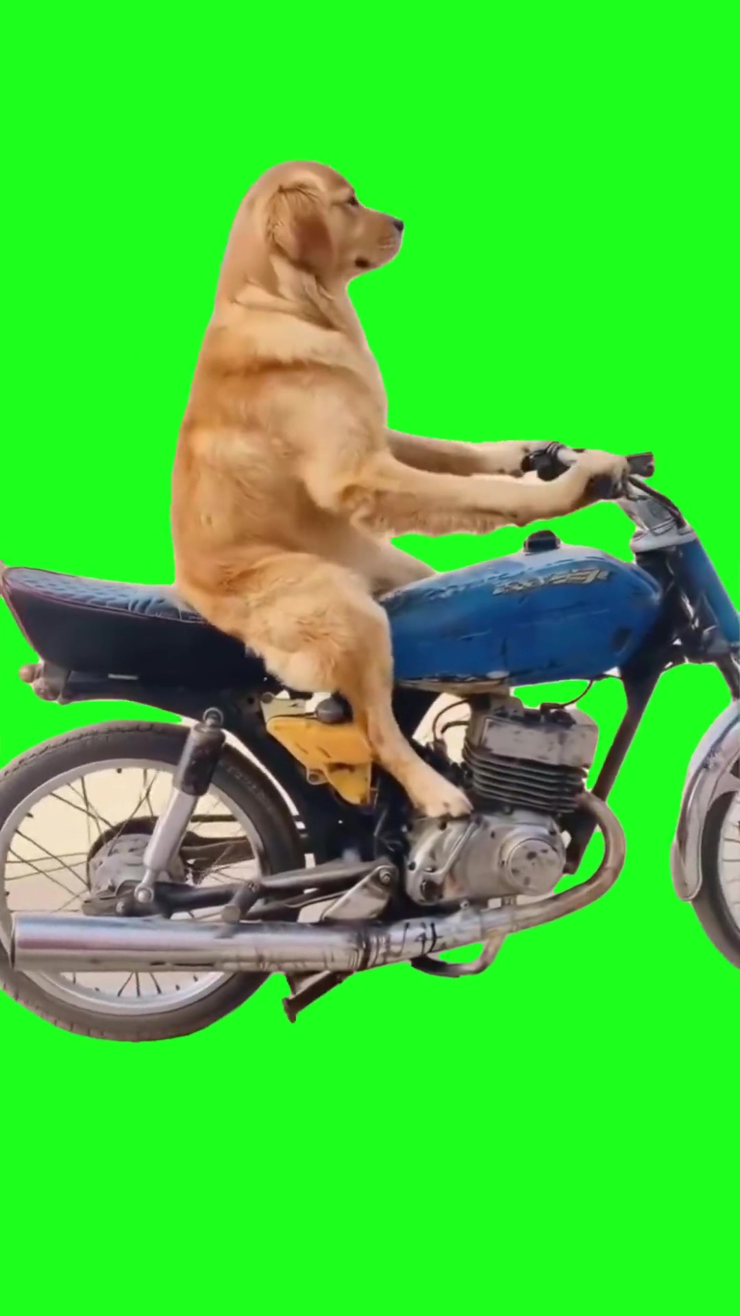 Dog on a bike revving green screen