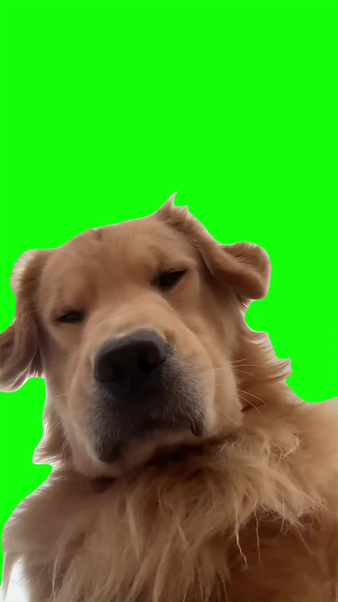 Dog sighs green screen