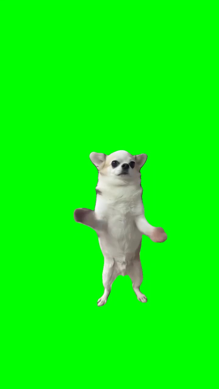 Dog slow clap green screen