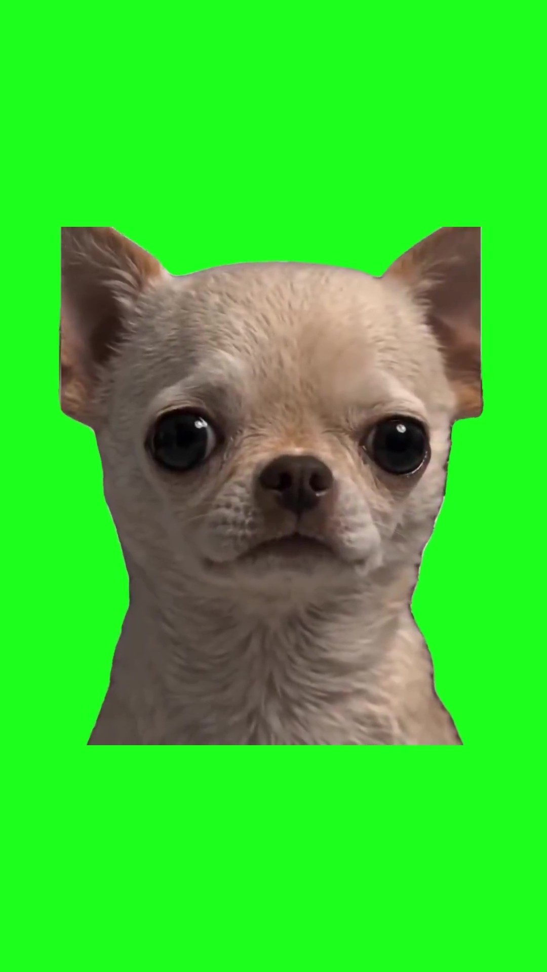 Dog smiles evilly green screen