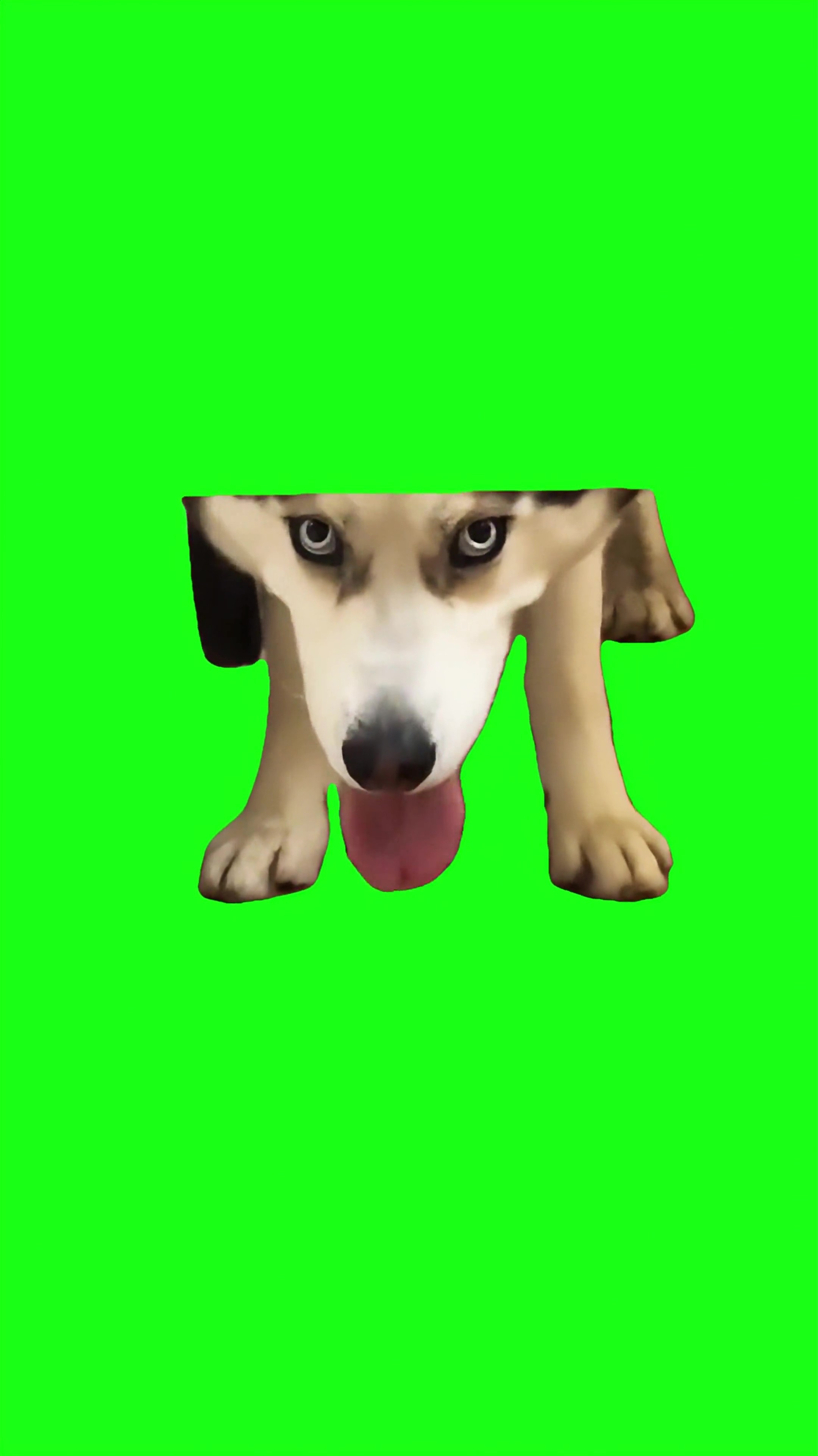 Dog staring green screen