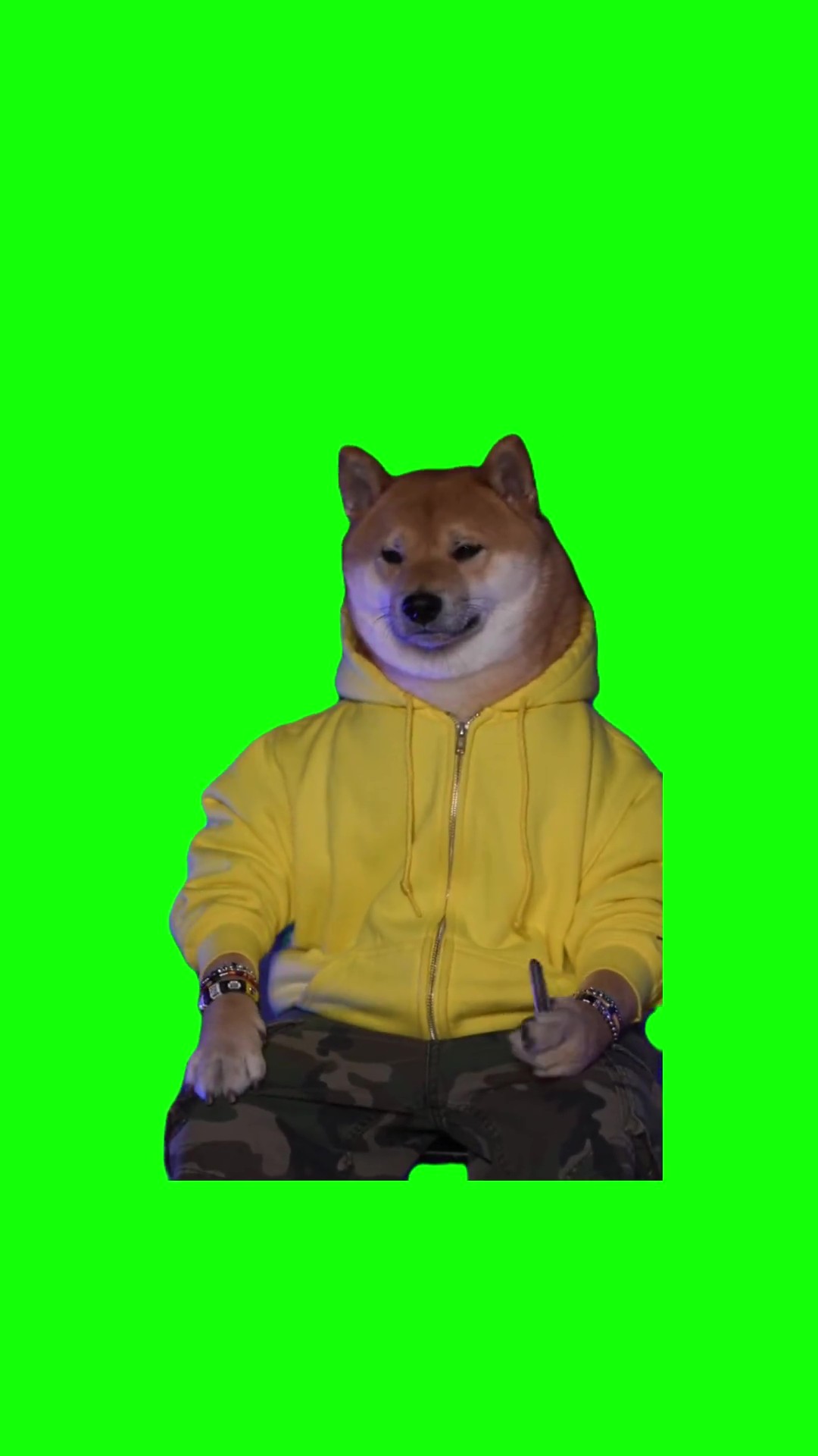 Dog stole it  green screen