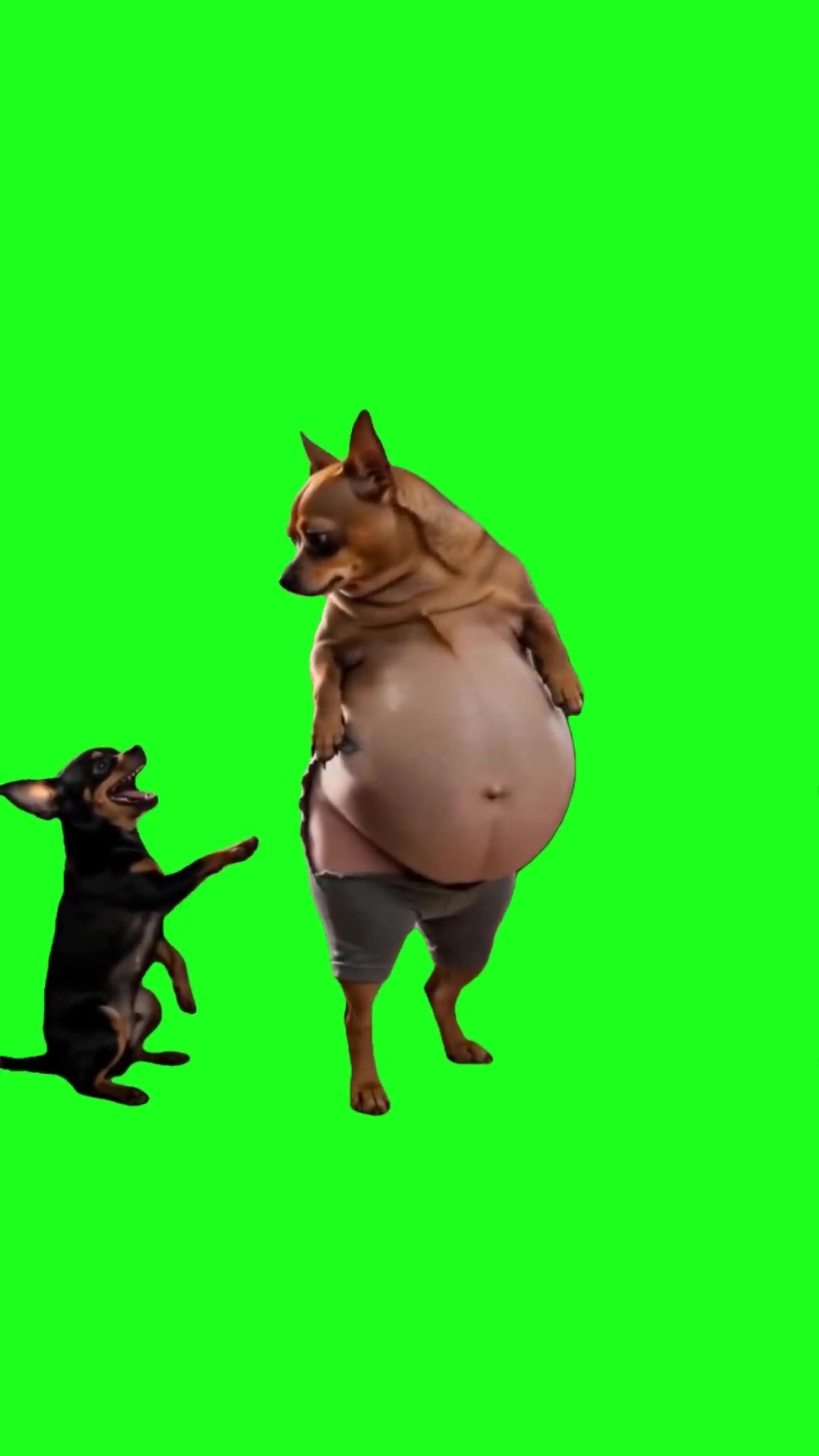 Dog too fat green screen