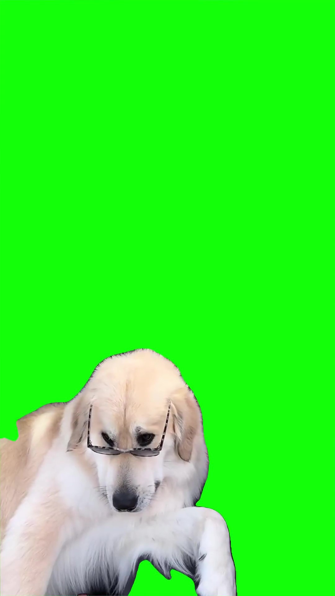 Dog with glasses looking green screen