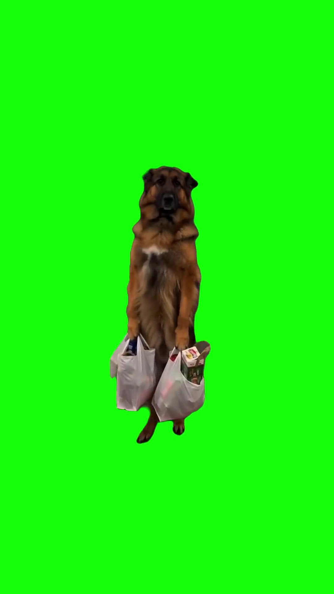 Dog with groceries green screen