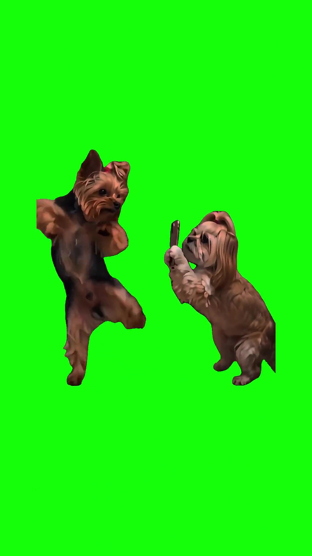 Dogs Making a TikTok Video green screen