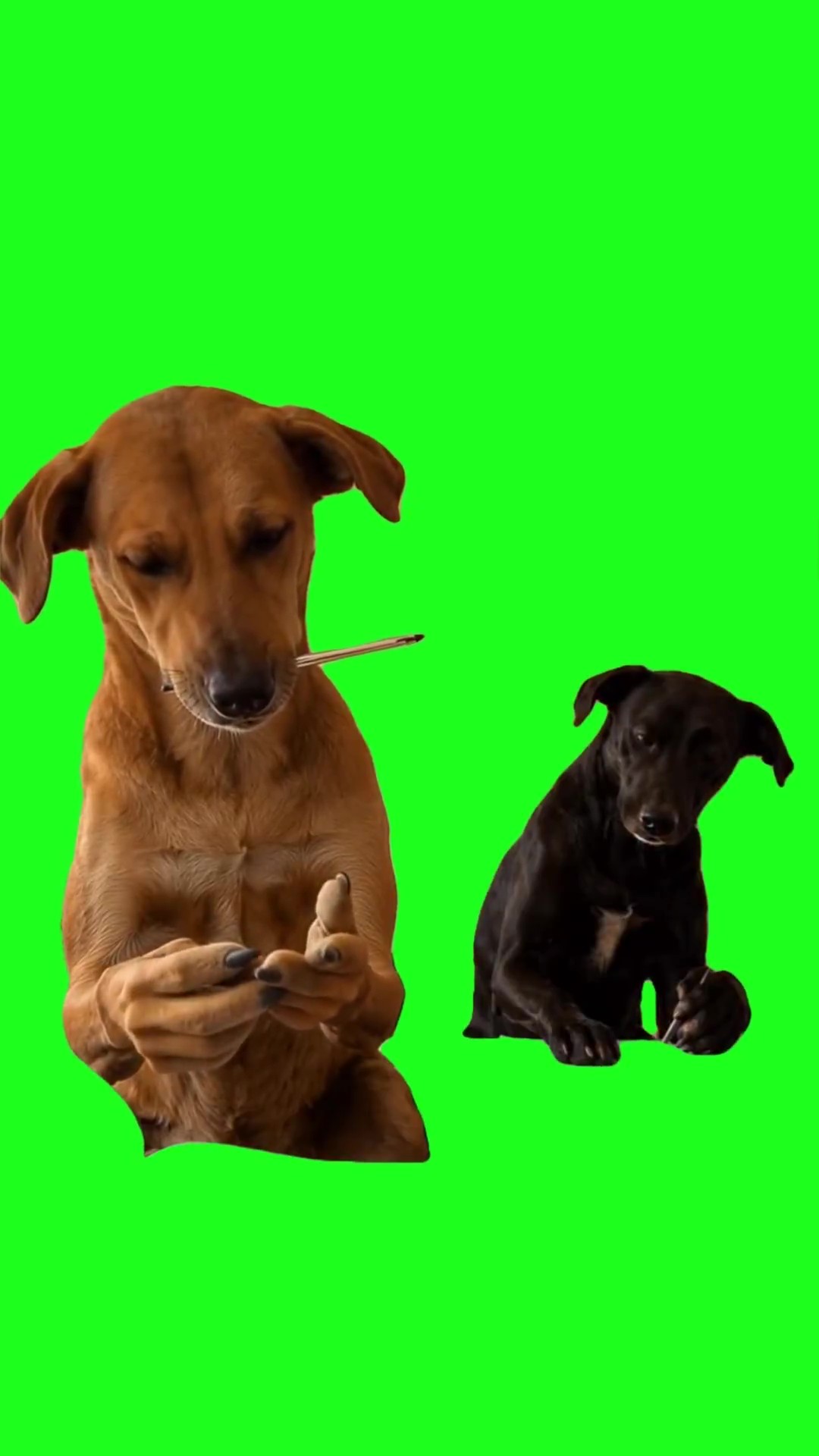 Dogs counting green screen