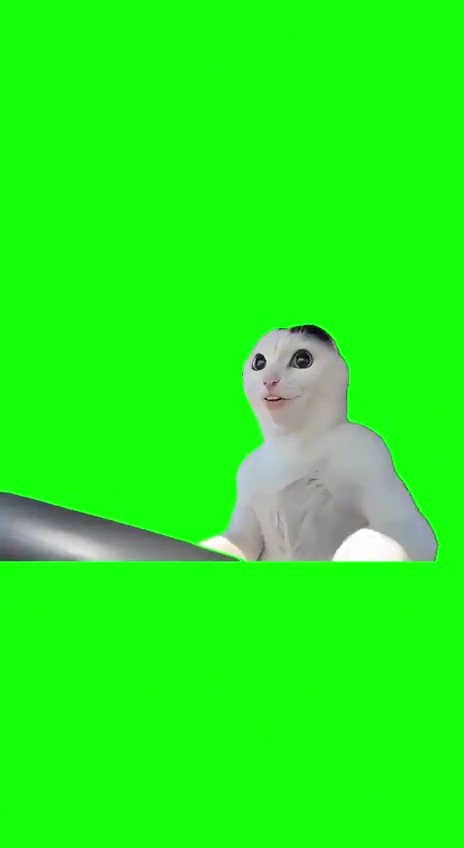 Domestic Cat Driving And Singing green screen