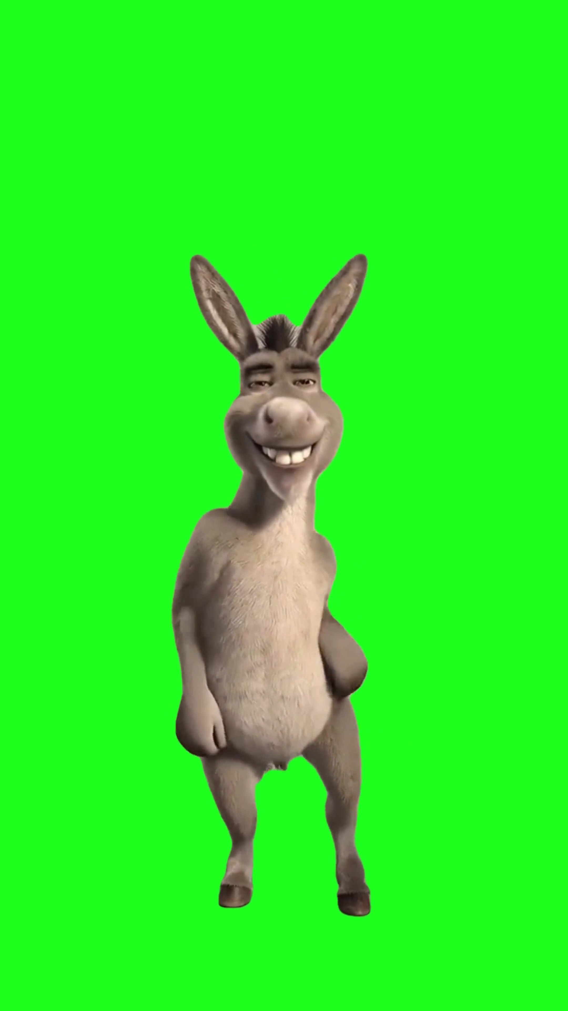 Donkey shake it  green screen