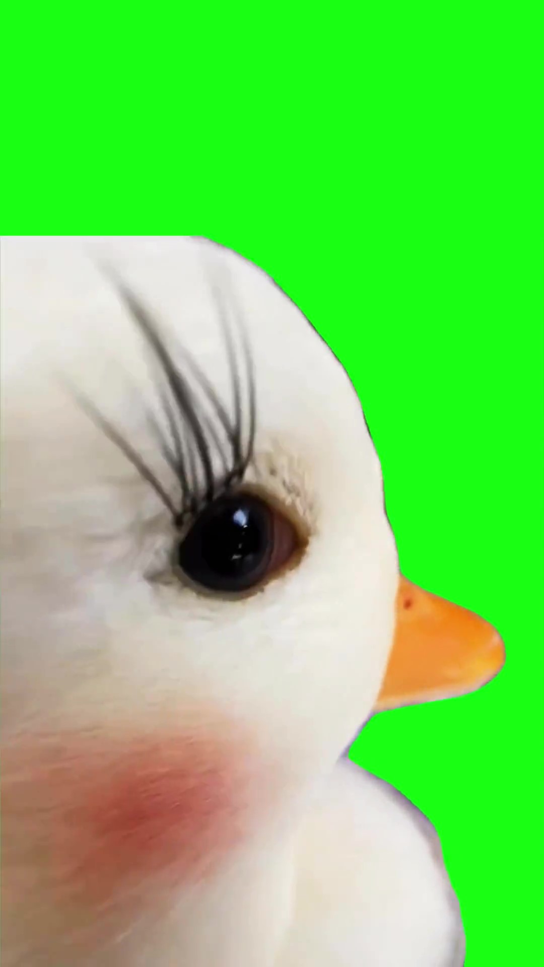 Duck sideyey green screen