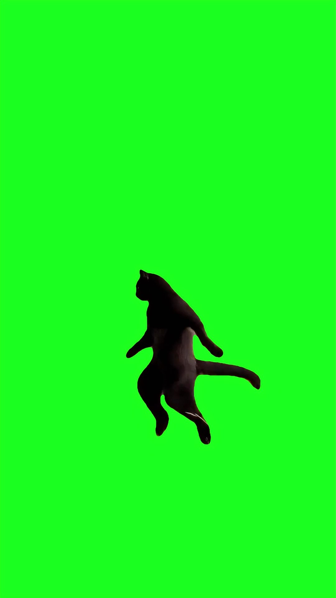 Epic Jump Dance Cat green screen
