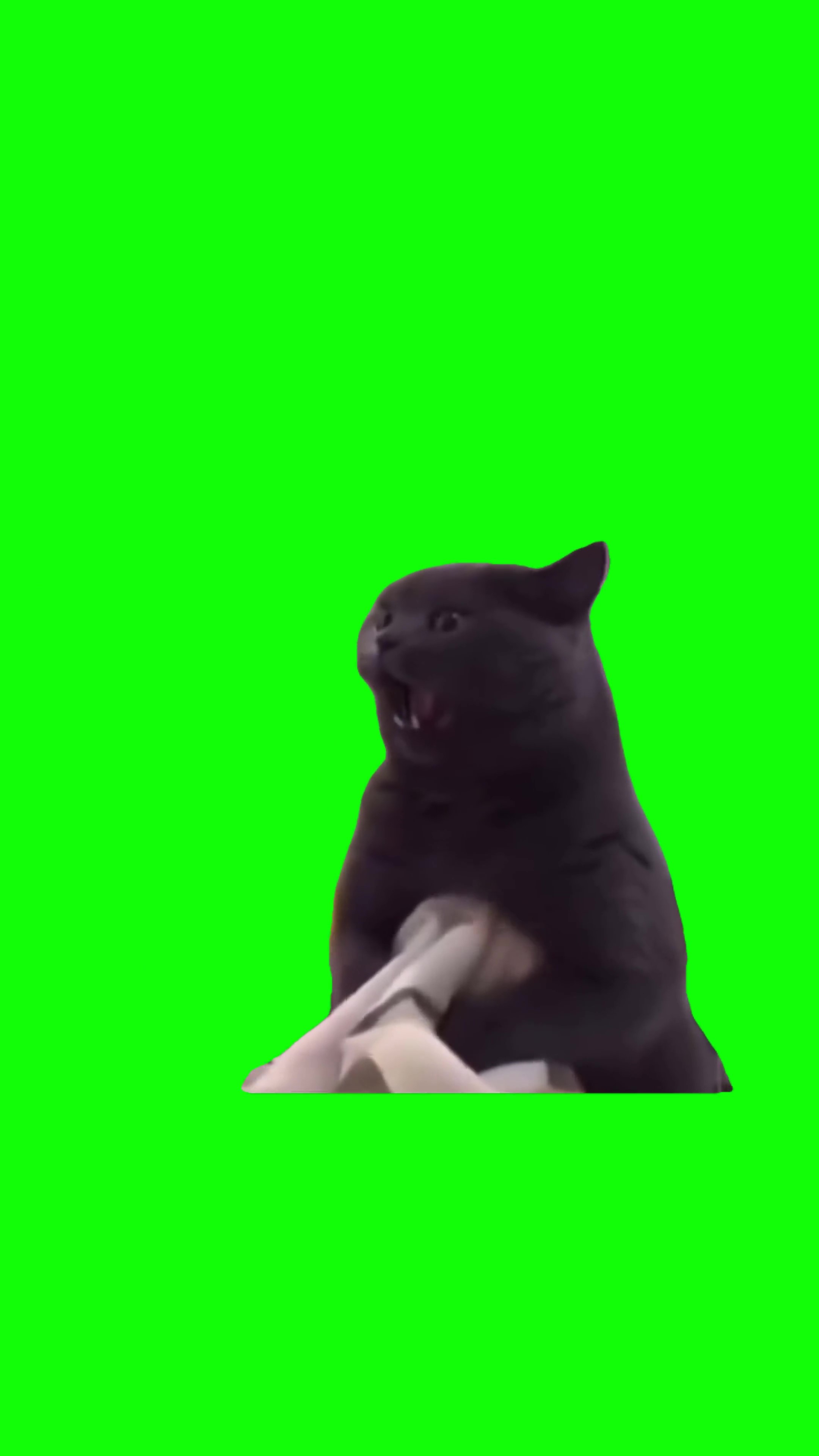 Evil cat laugh green screen