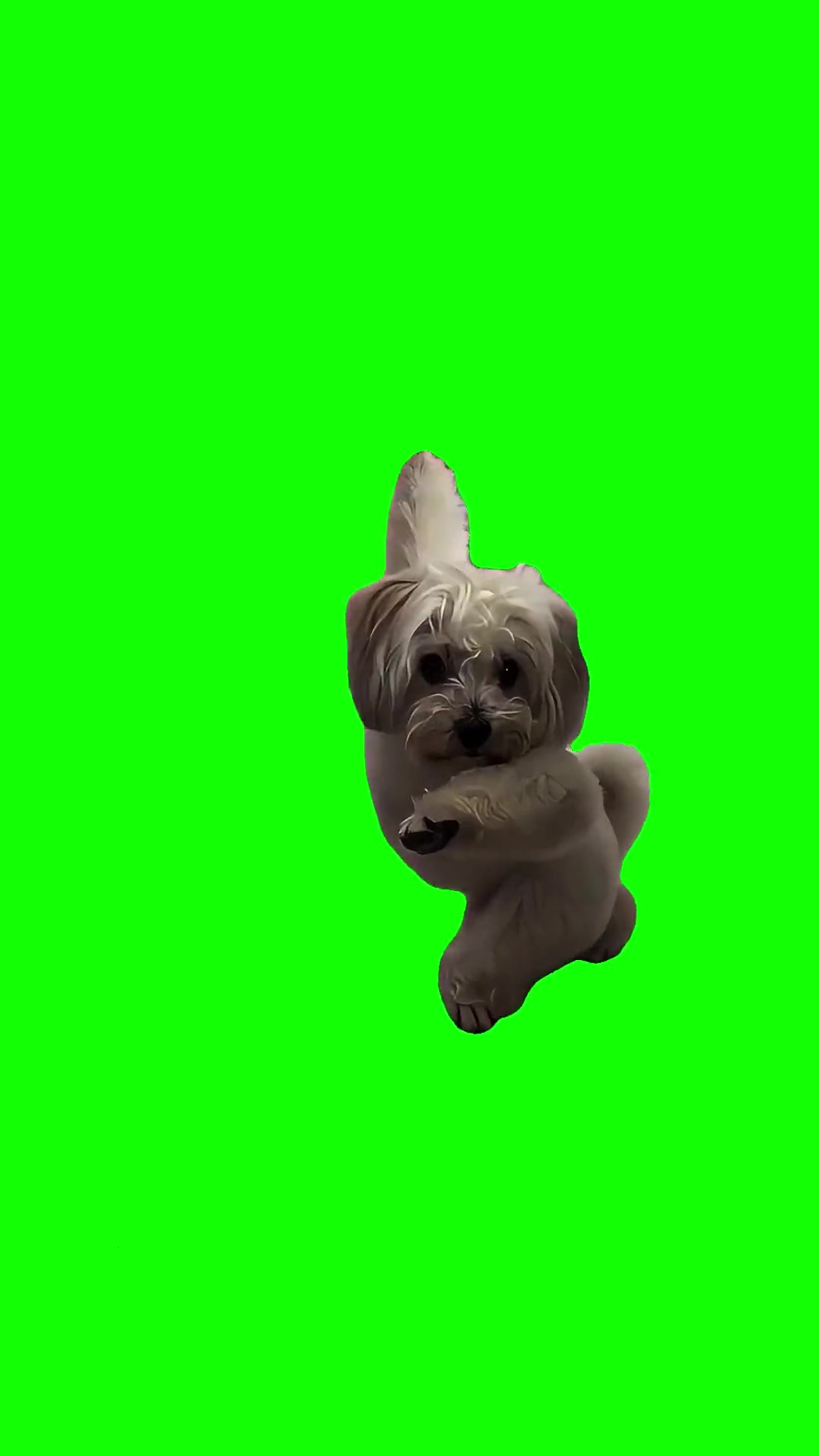 Fluffy Puppy Goes Crazy With the Flex  green screen