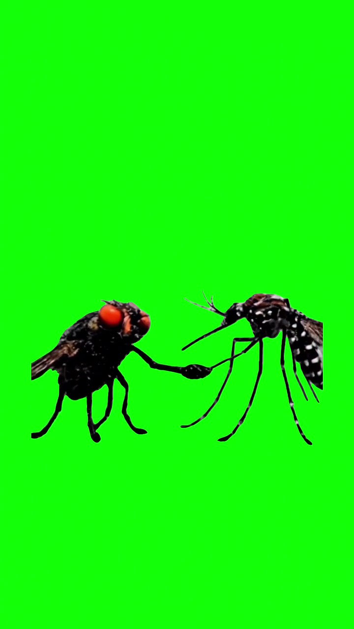 Fly and Mosquito green screen