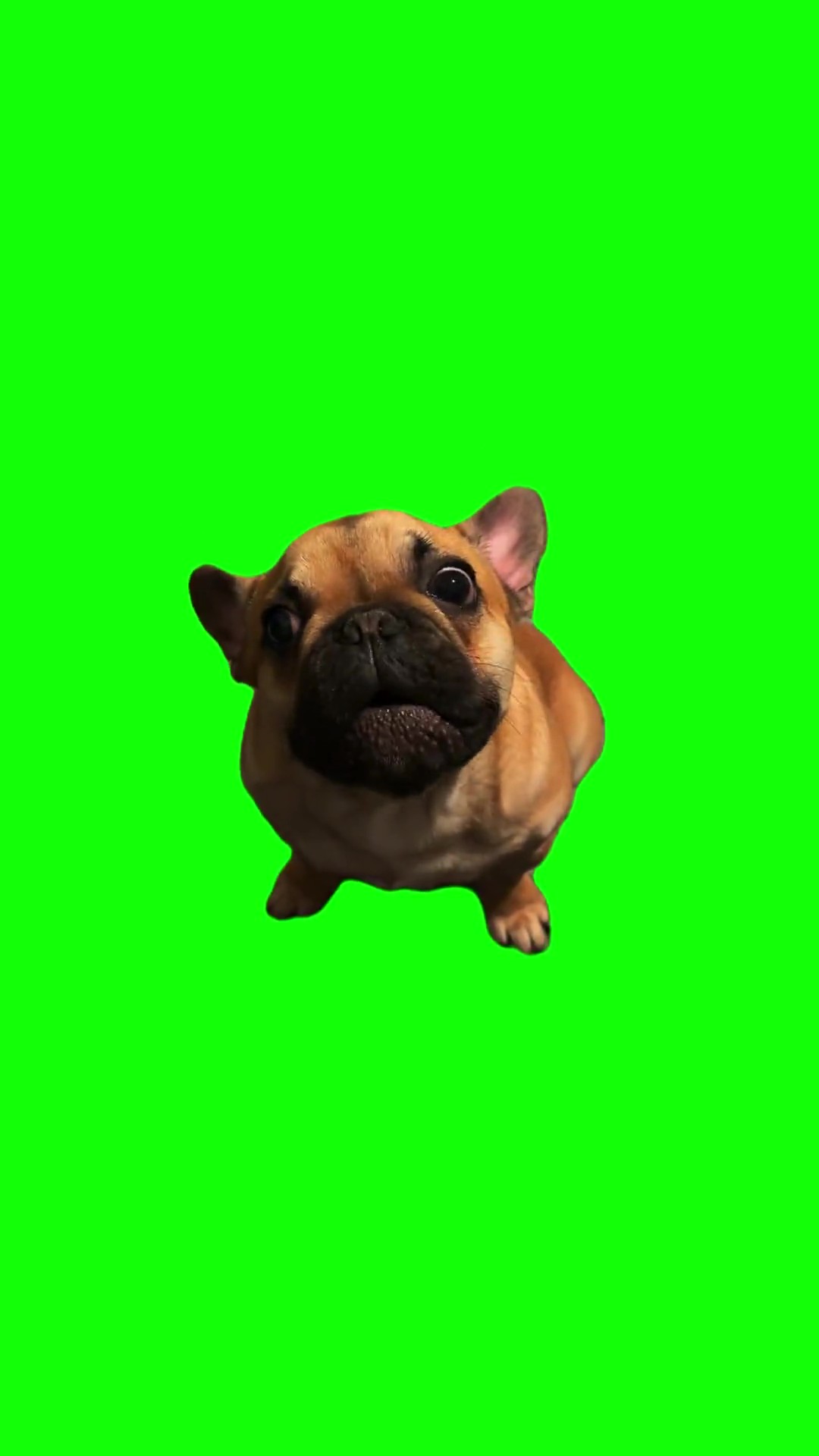 French Bulldog Talking green screen