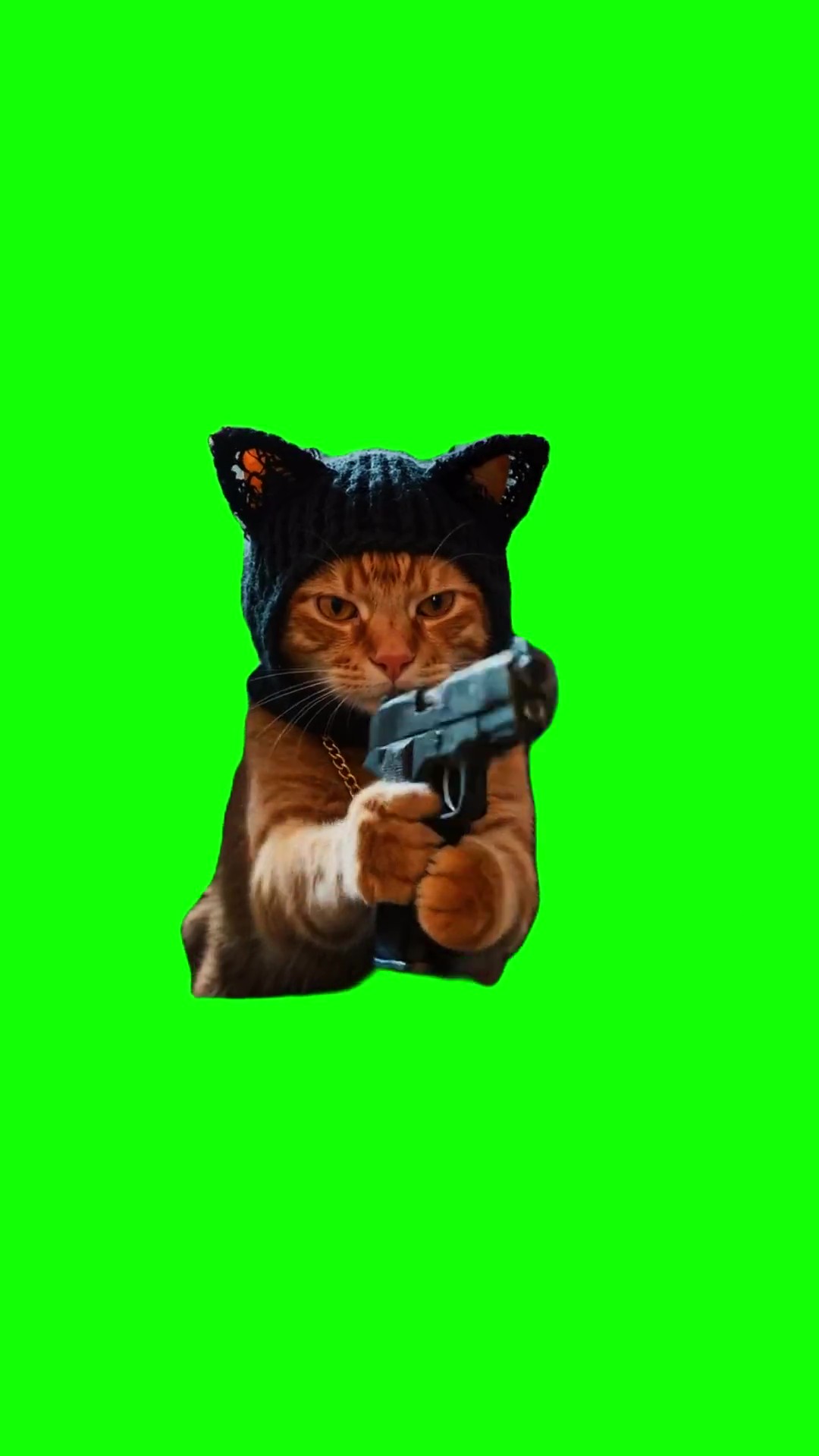 Gangster cat shooting