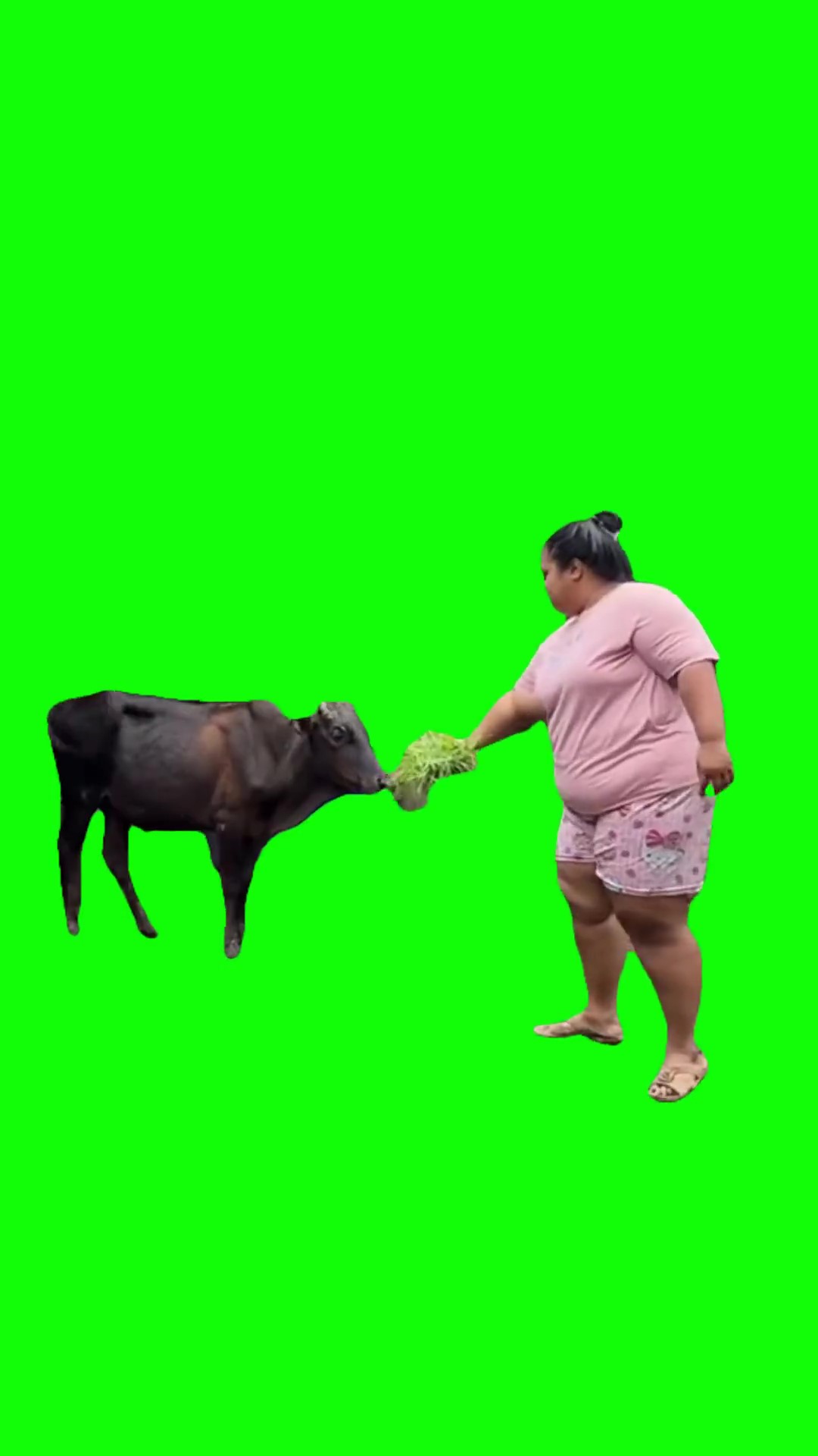 Gata Only green screen