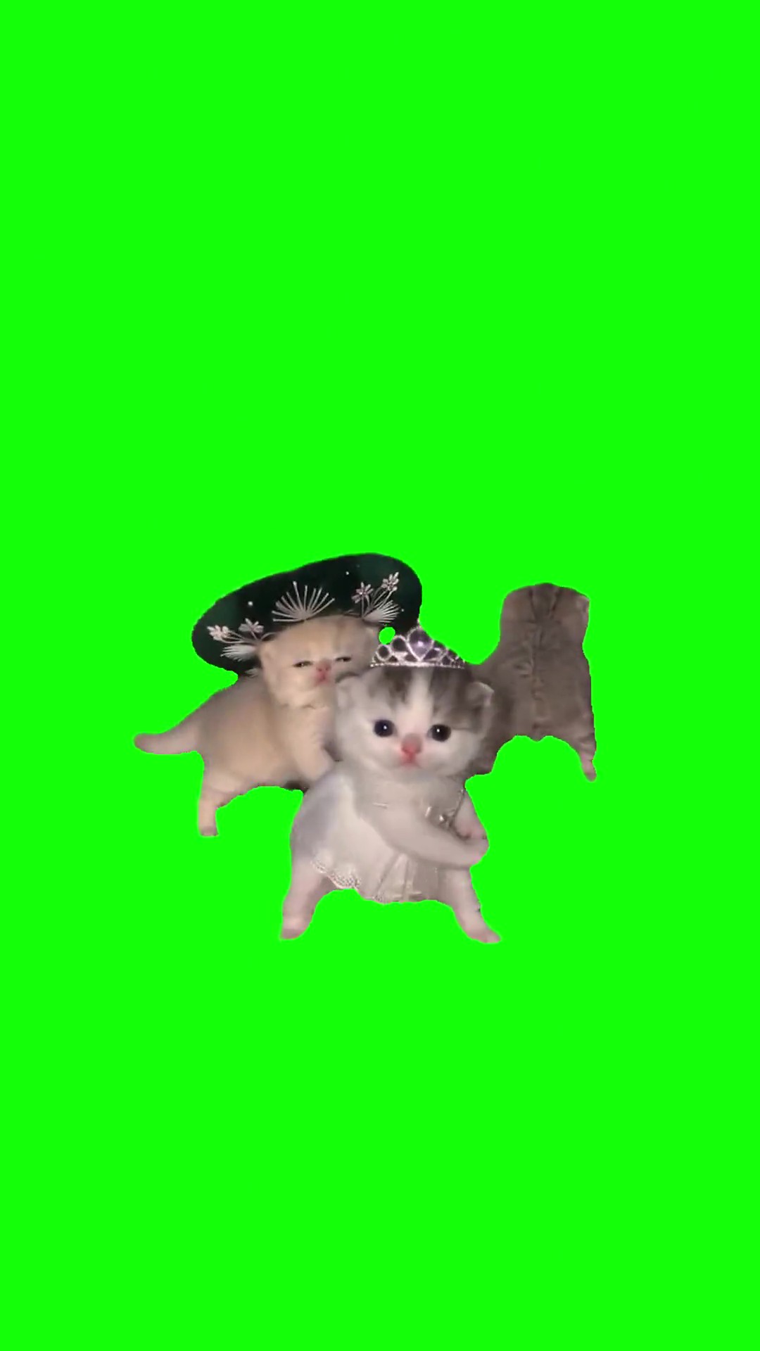 Gatito kittens green screen
