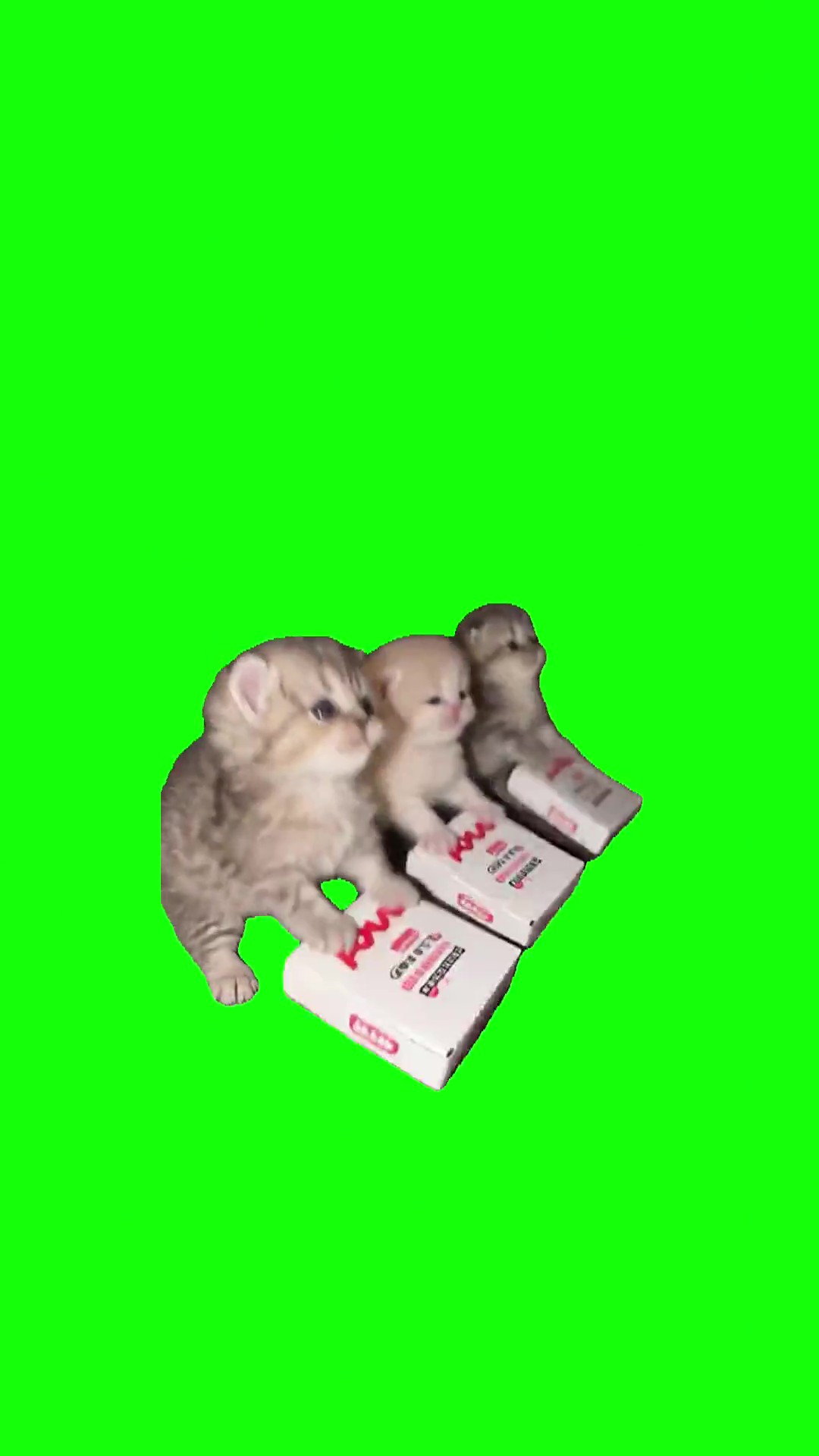 Gatito scheetos green screen