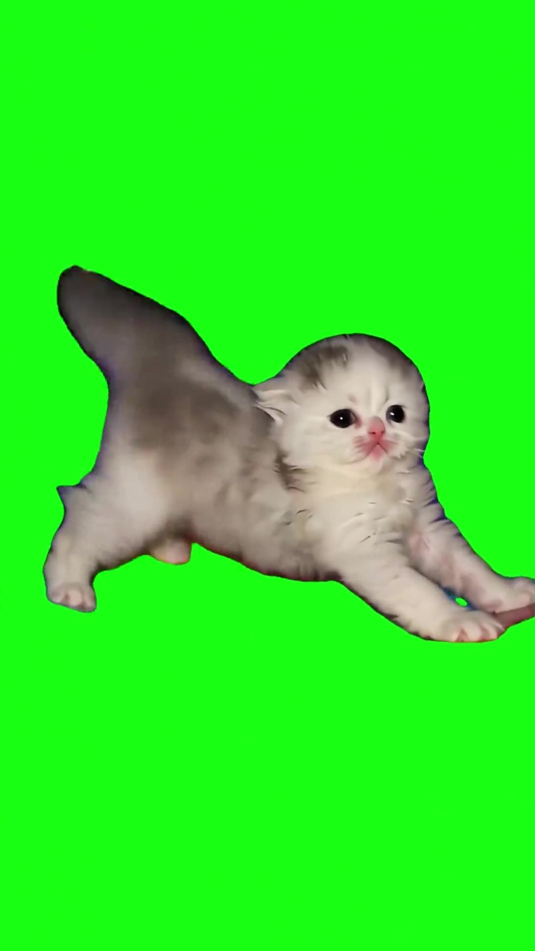 Gatitos Malitos Twerk Party green screen
