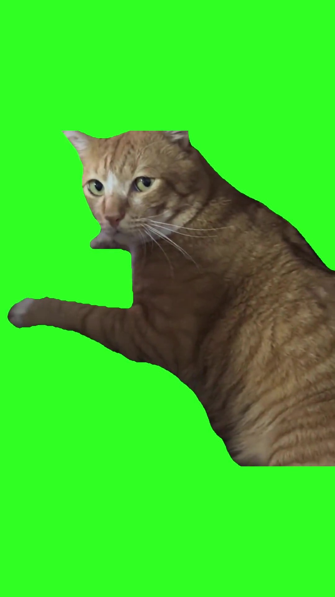 Giving the annoyed look green screen