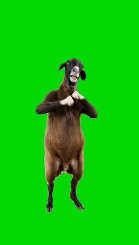 Goat If You Grab Me Imma Bite You green screen
