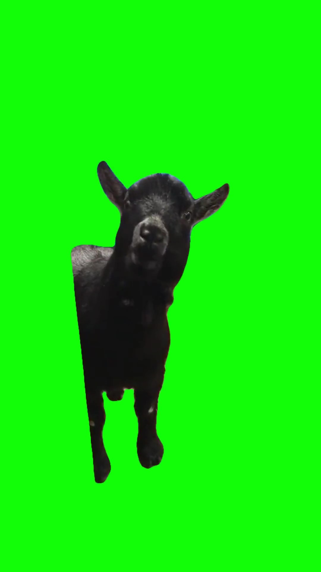 Goat chewing green screen