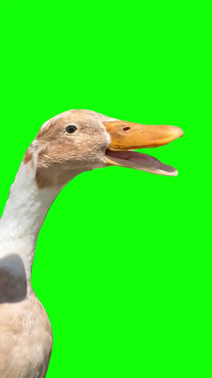 Goose rapping to busta rhymes green screen